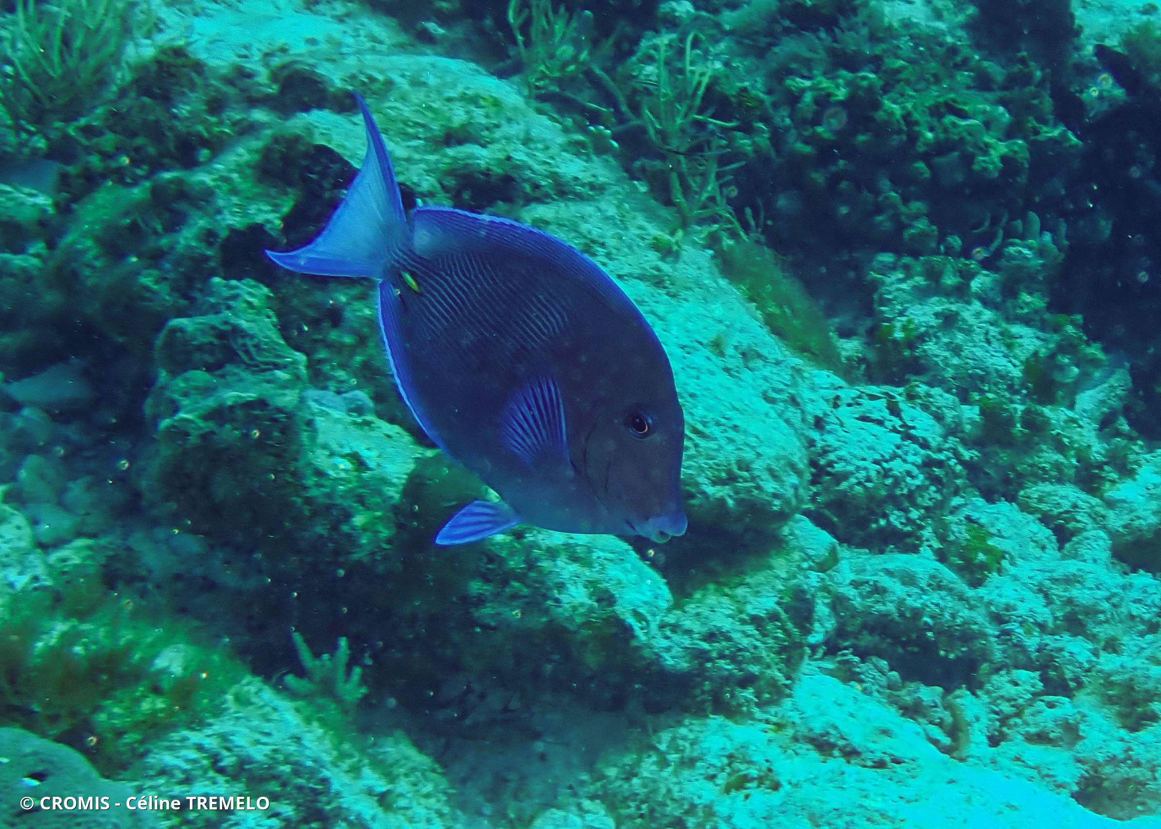 Chirurgien bleu