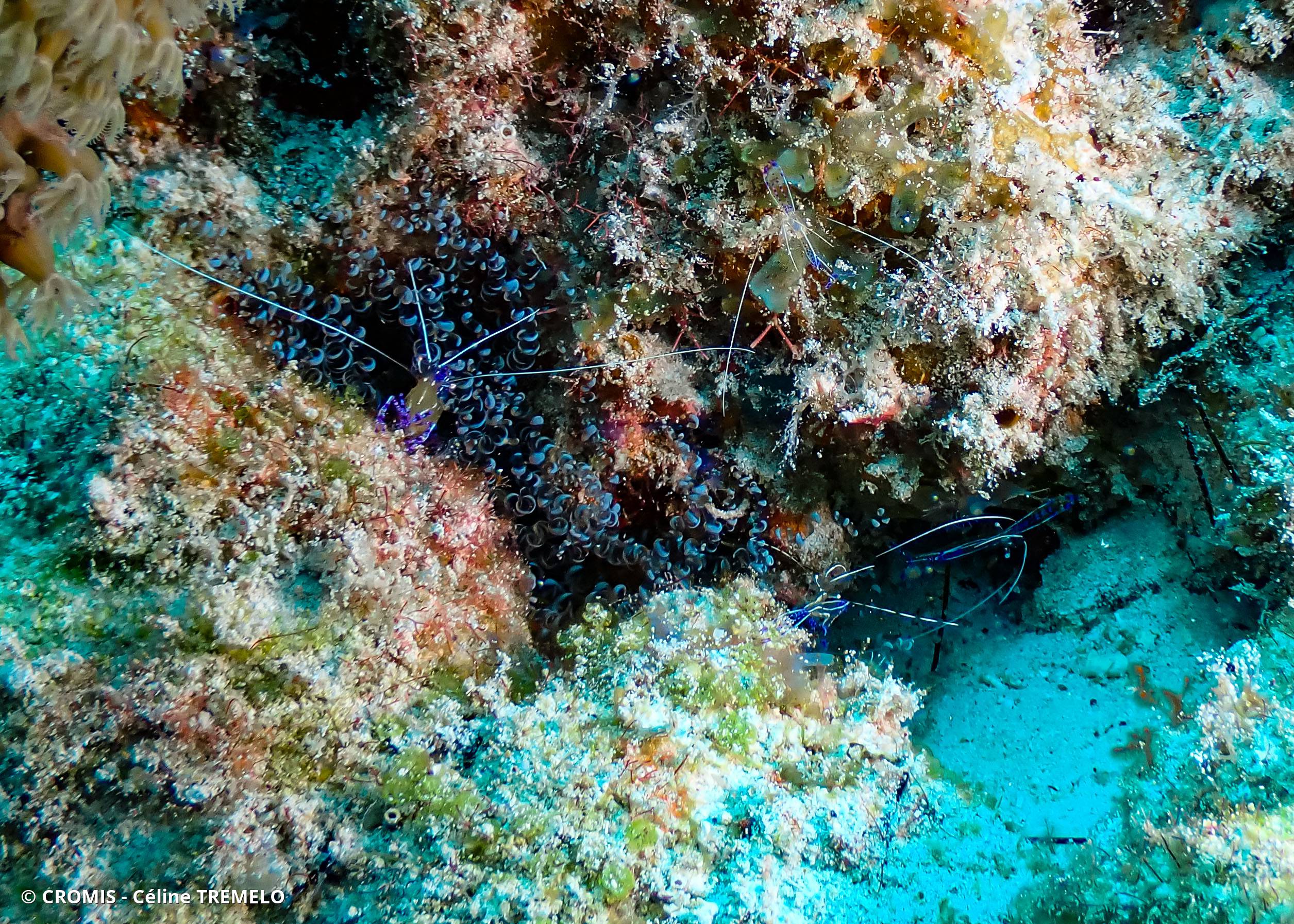 Crevette nettoyeuse de Pederson