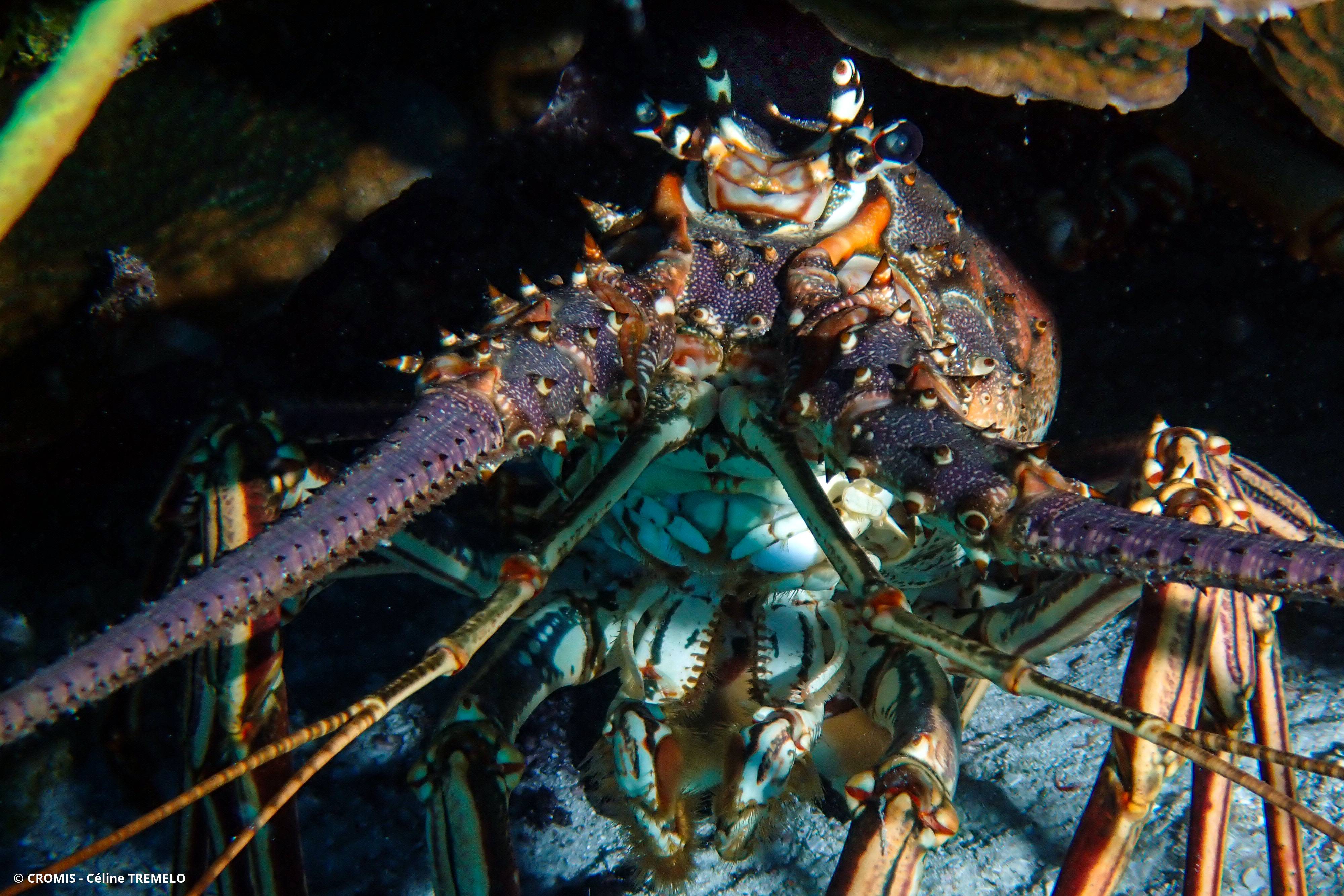 Langouste des Caraïbes