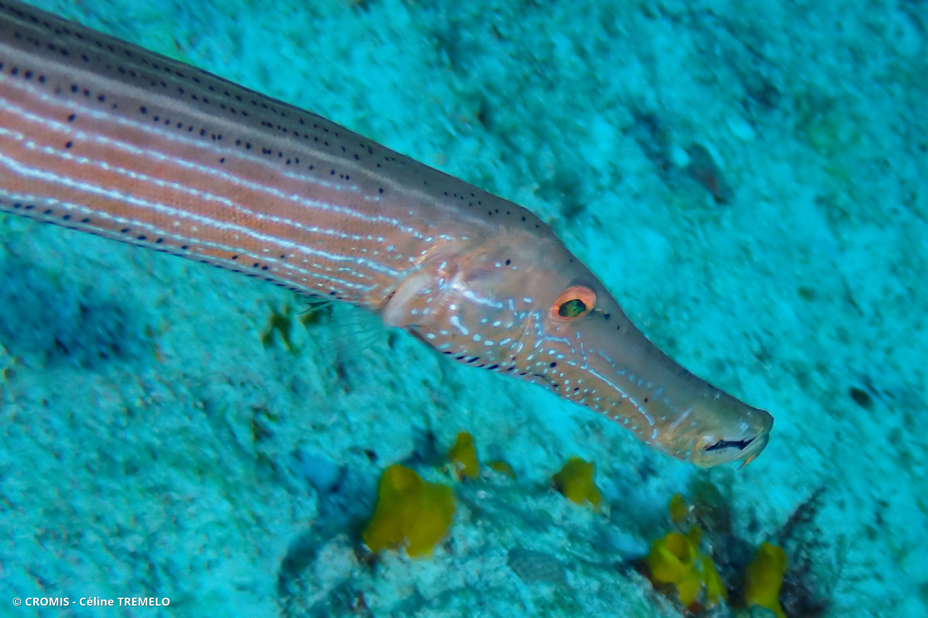 Poisson-trompette des Caraïbes