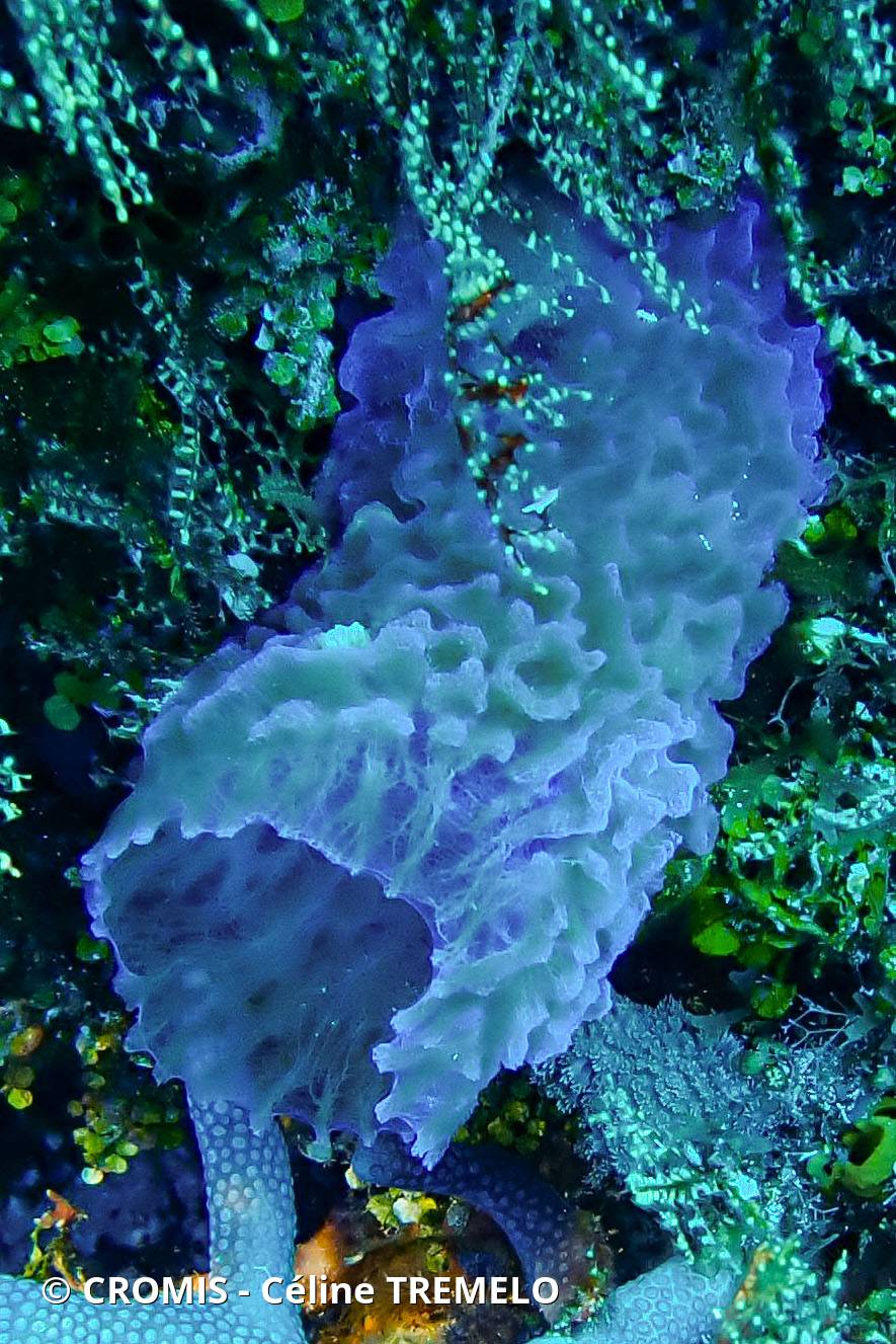 Eponge vase fluo