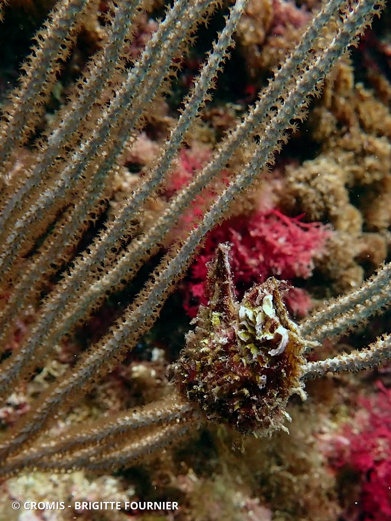 Avicule hirondelle