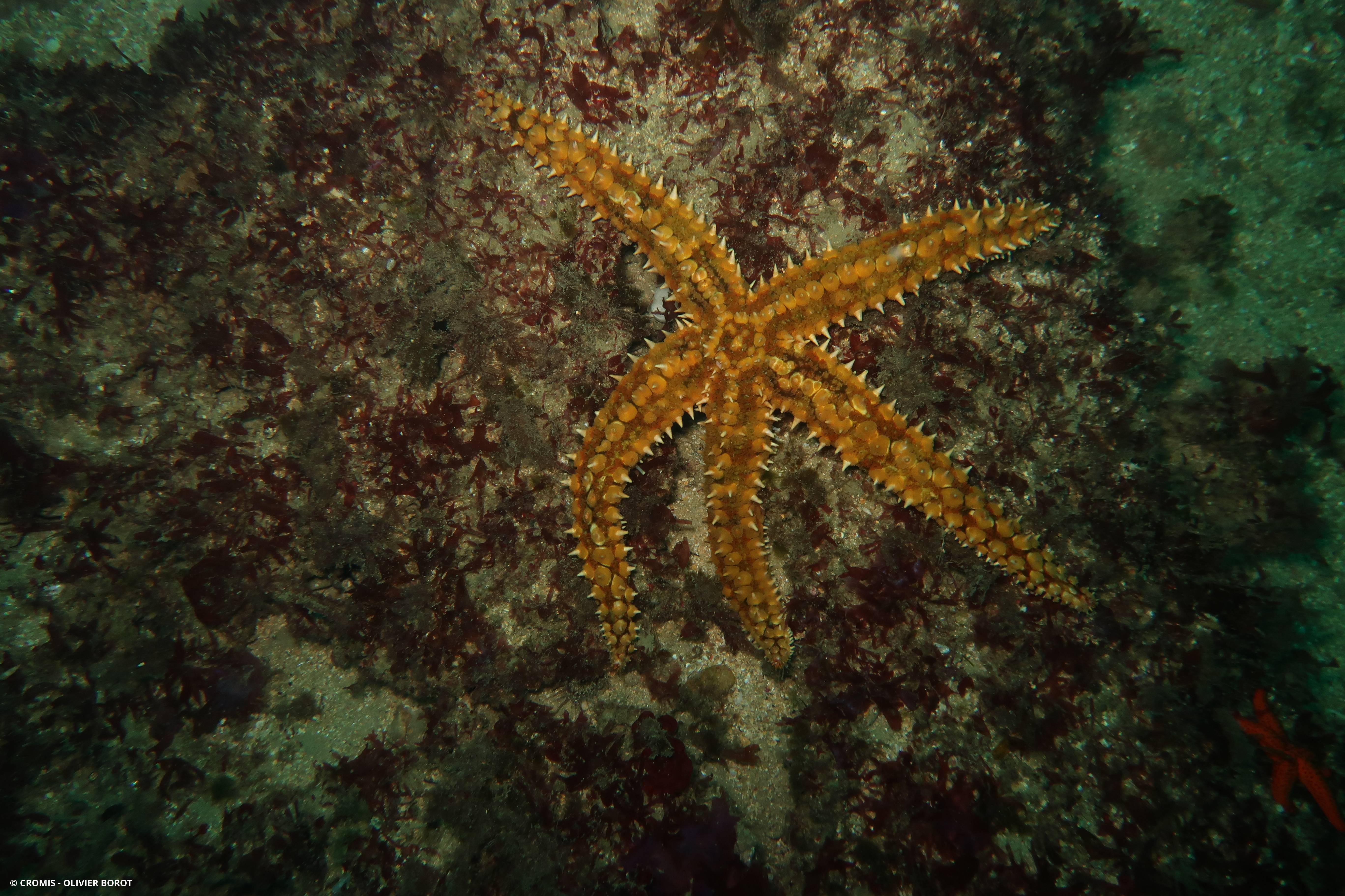 Etoile de mer glaciaire
