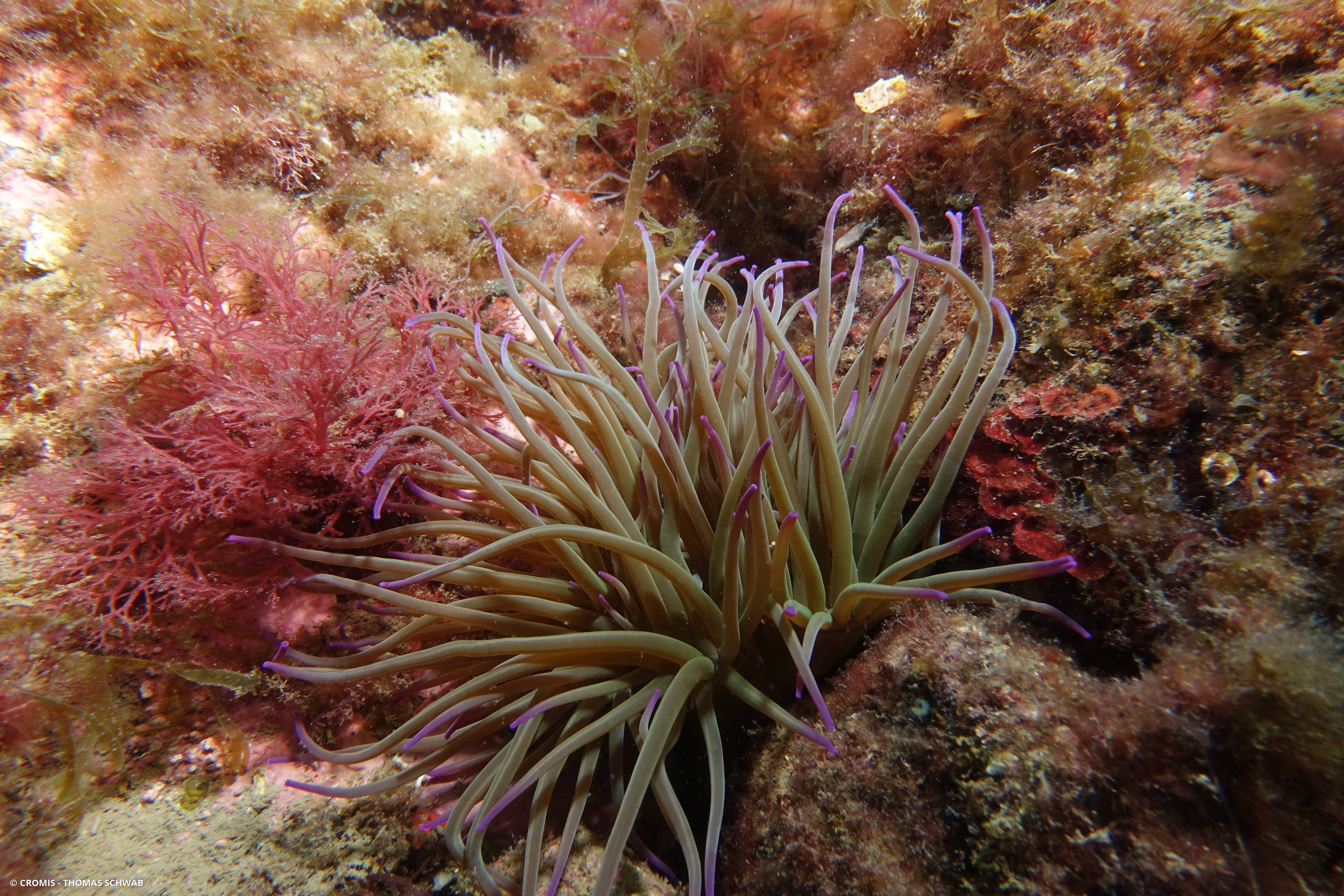 Anémone de mer verte