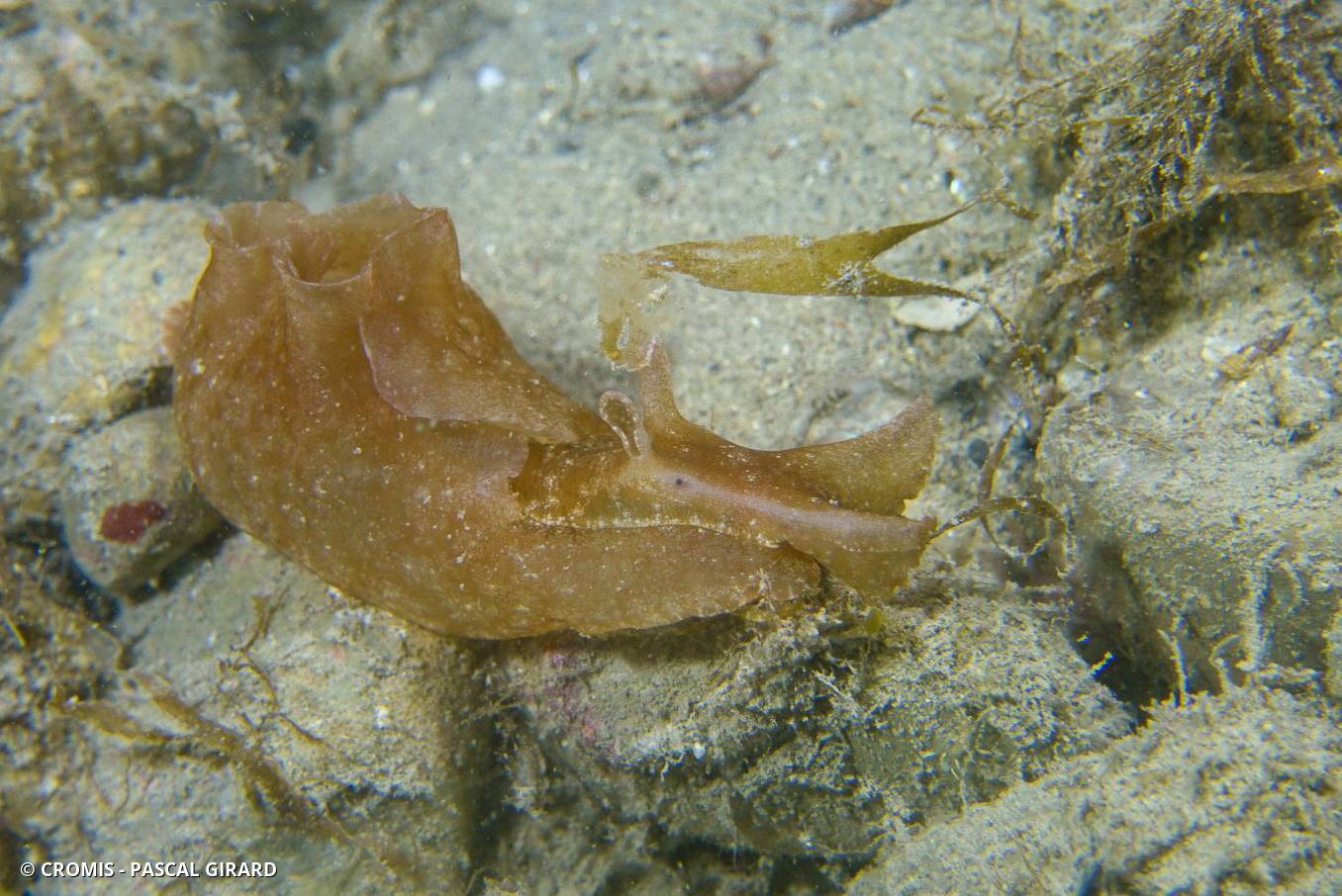 Aplysie visqueuse