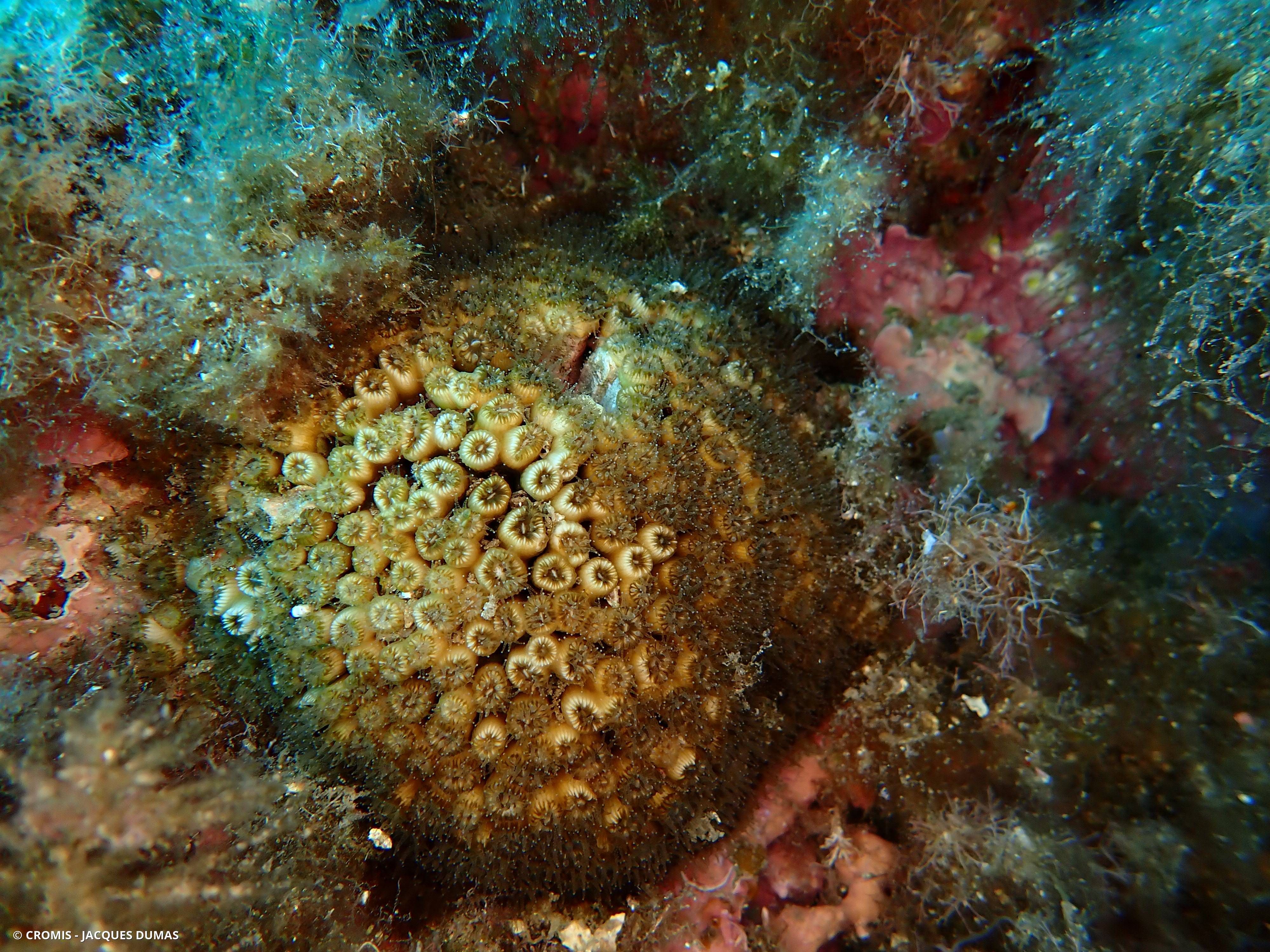 Cladocore en touffe