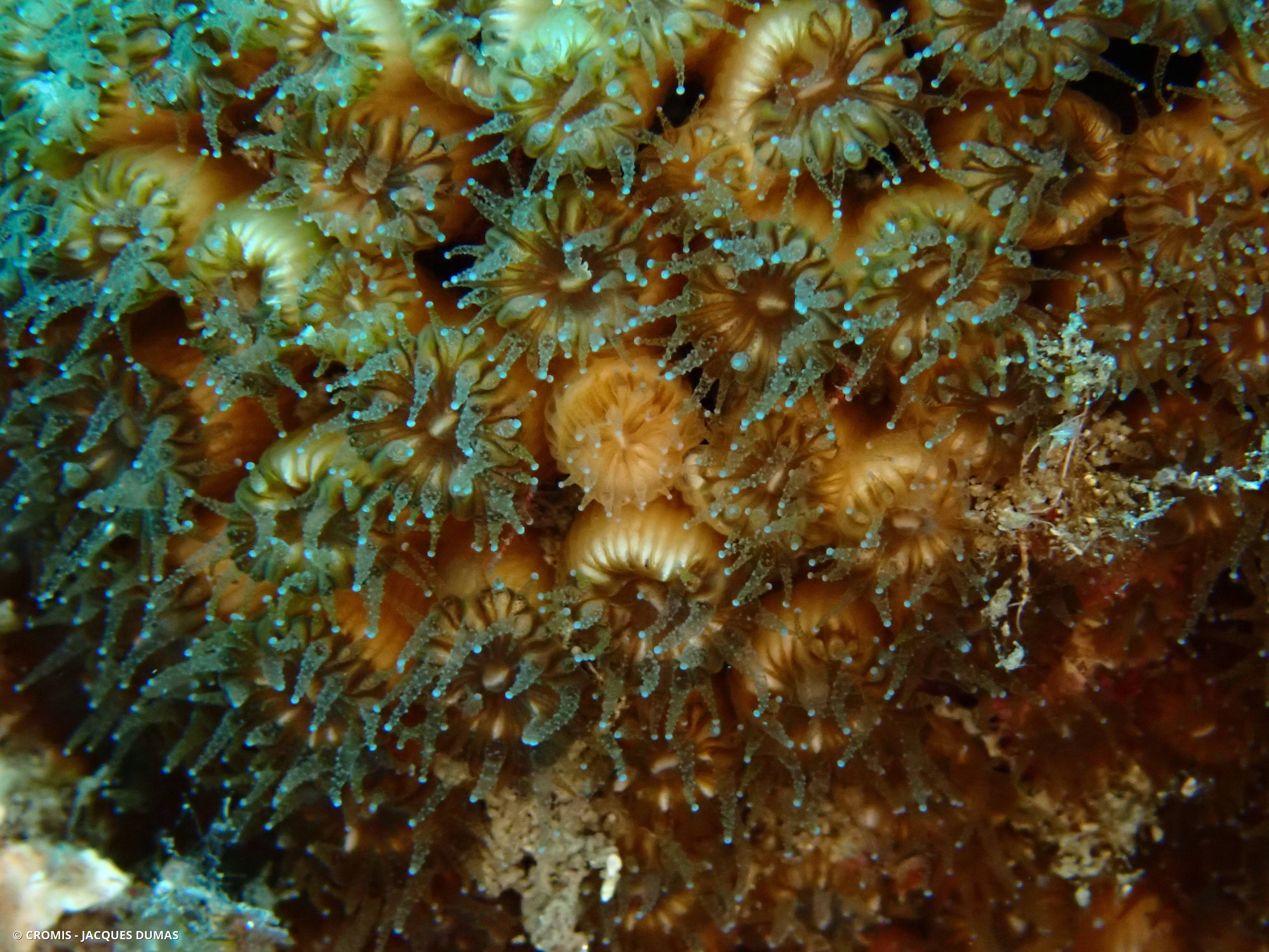 Cladocore en touffe