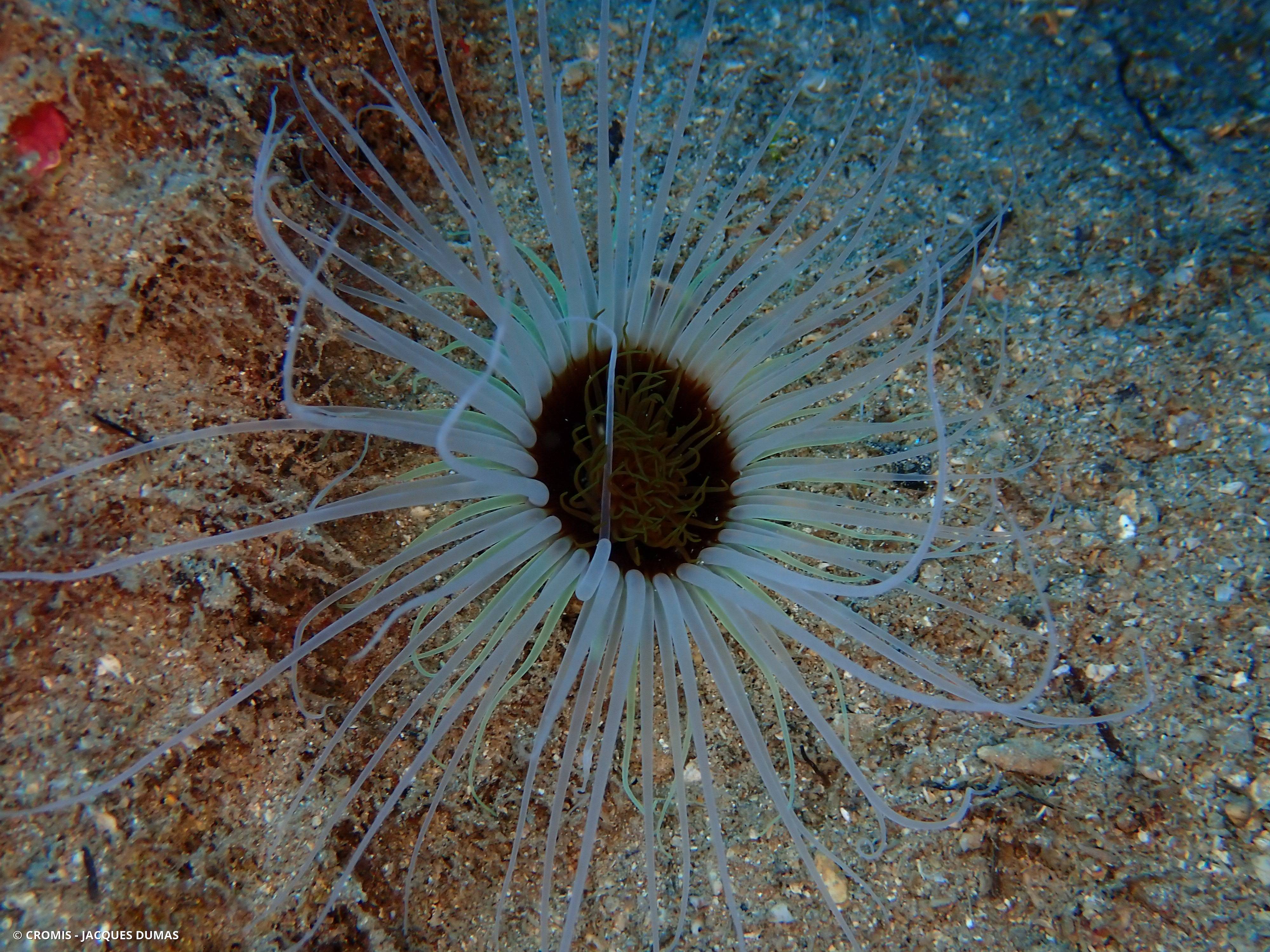 Cérianthe solitaire