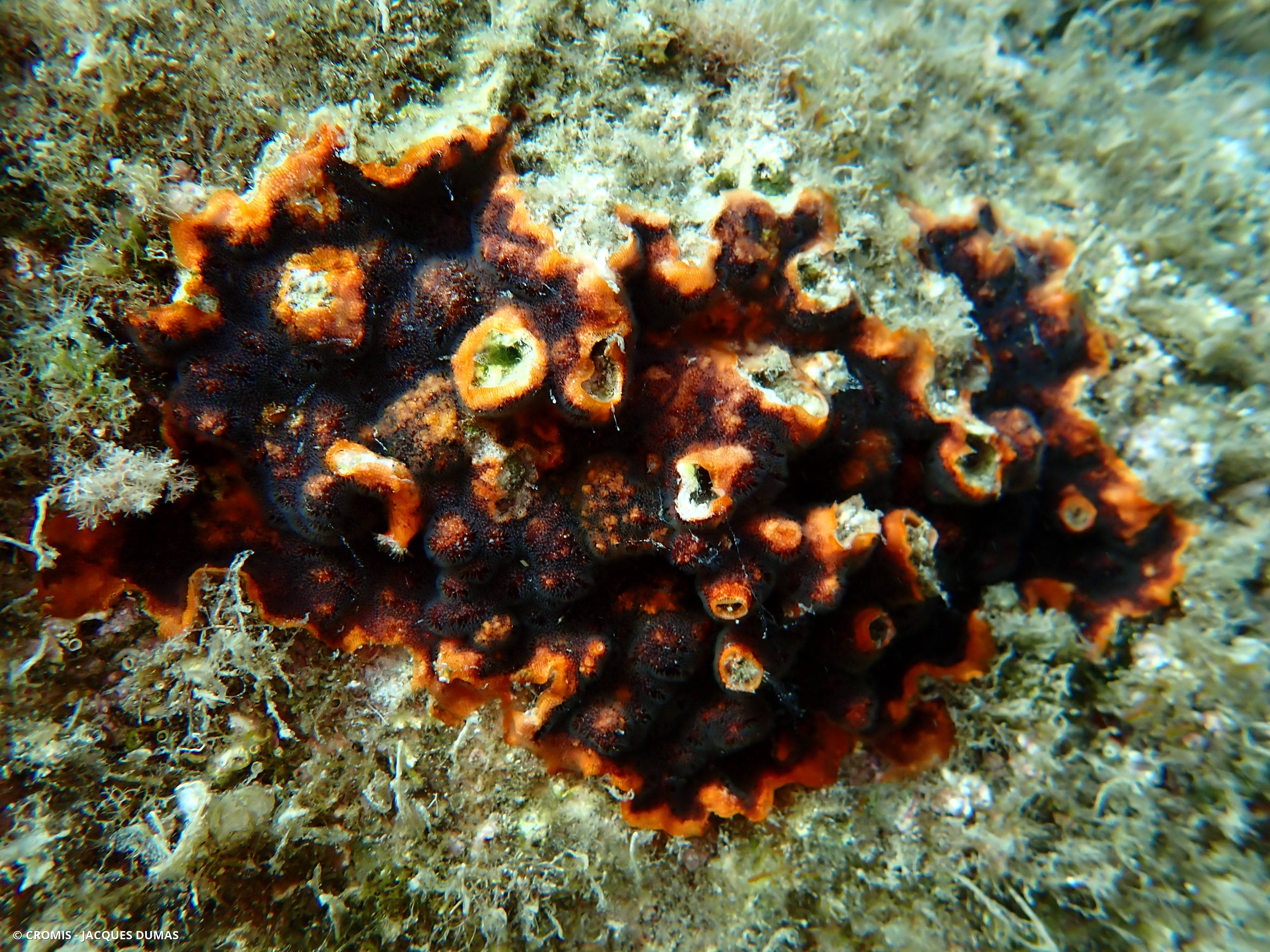 Schizoporella brun