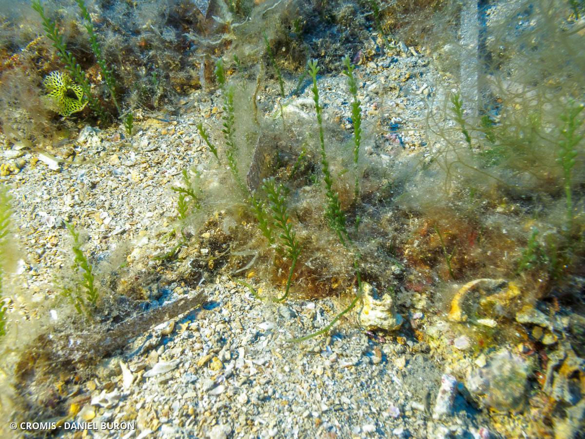 Caulerpe cylindracée