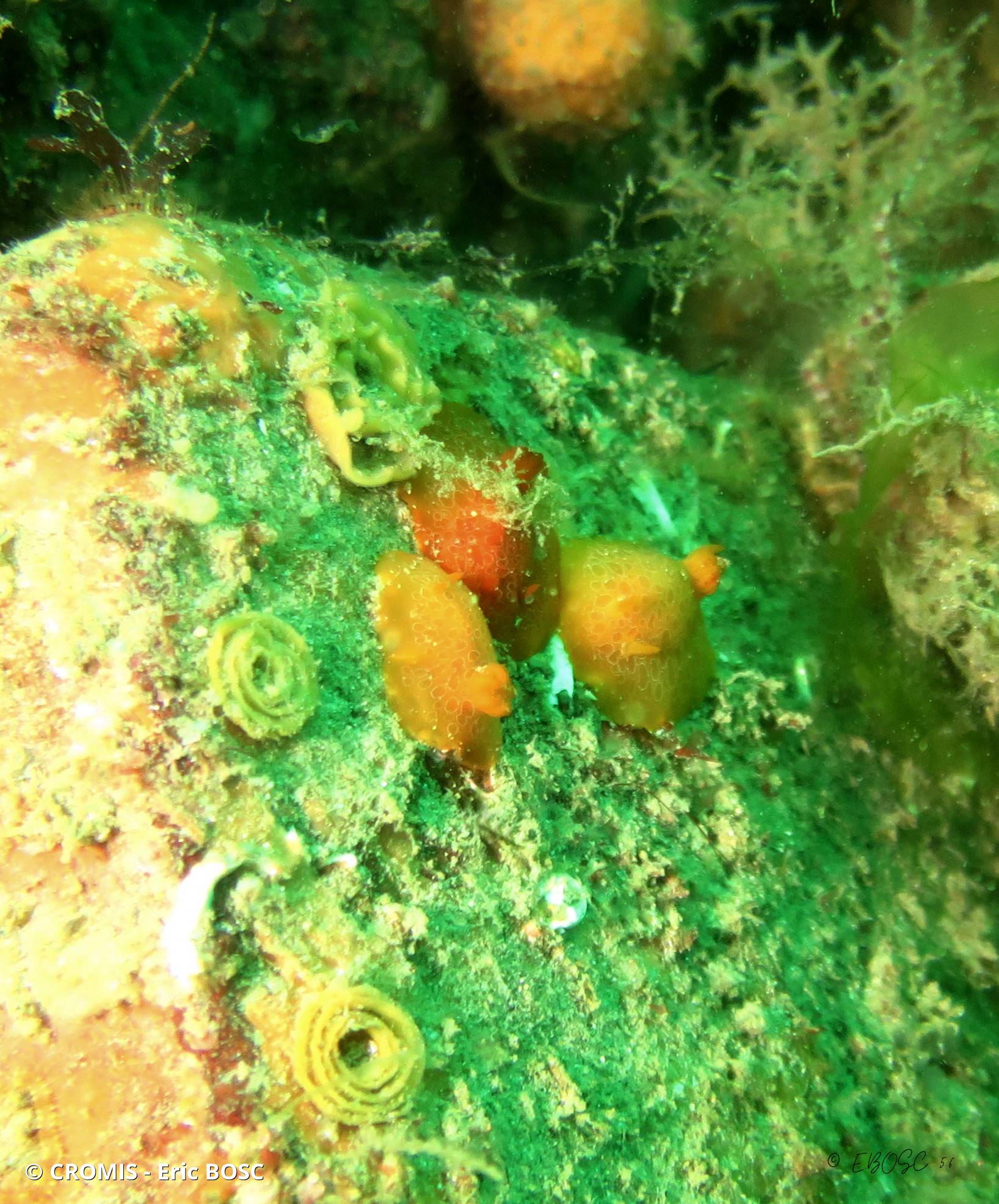 Doris orange