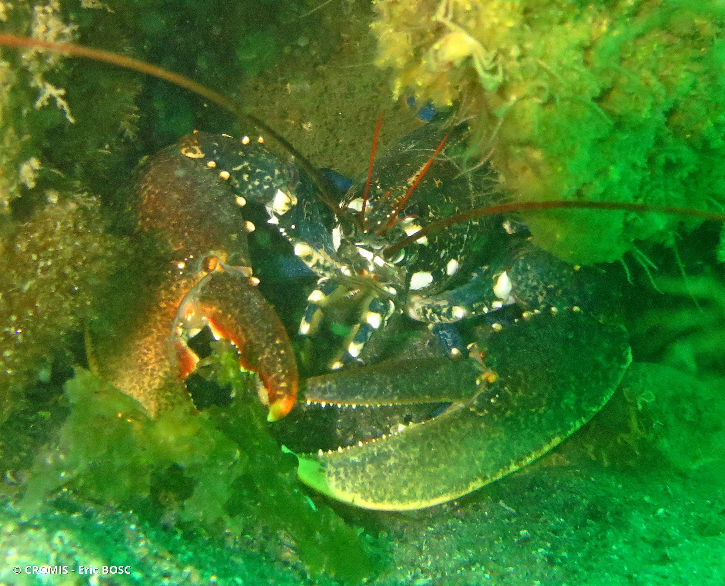 Homard européen