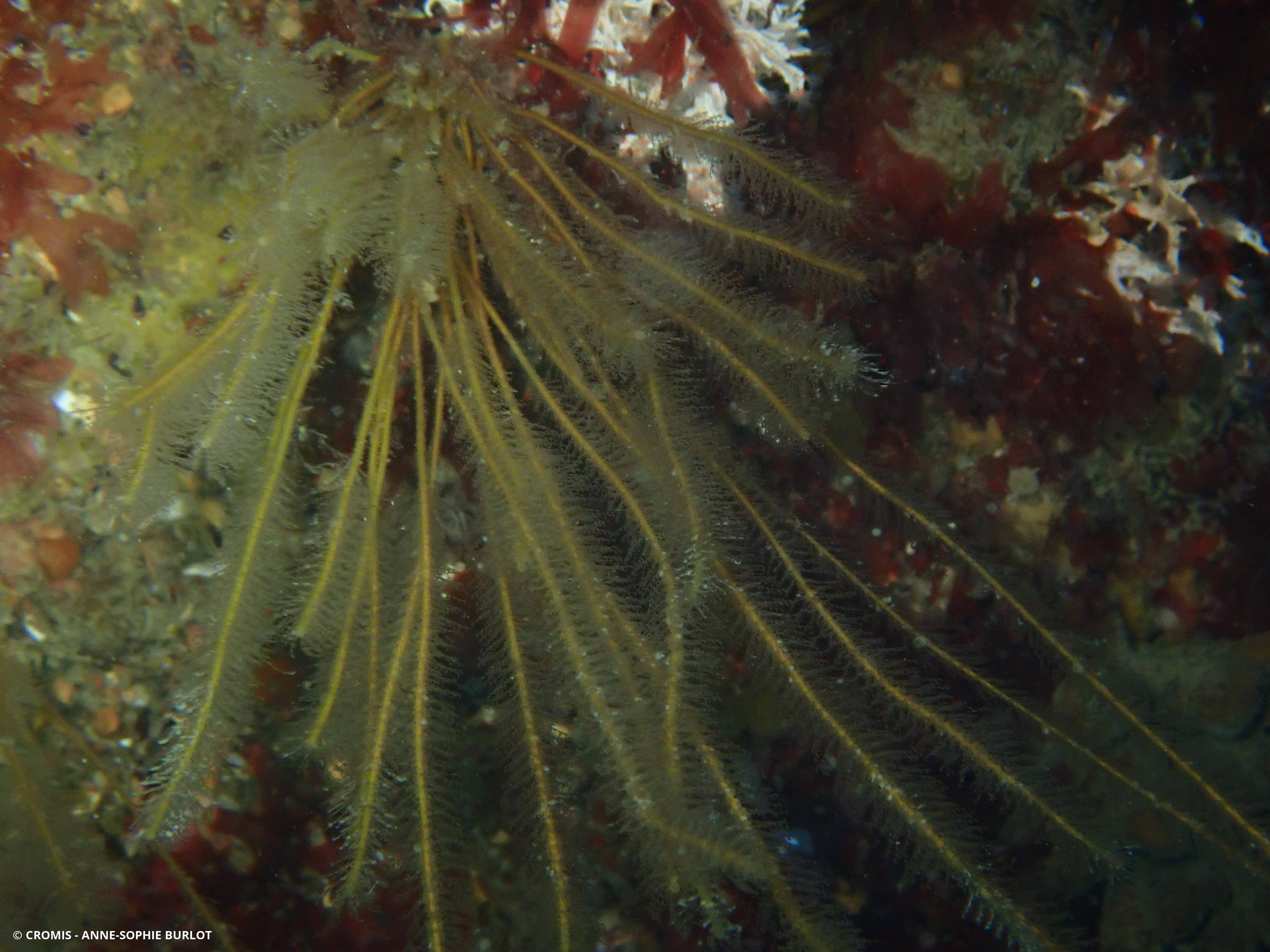 Hydraire antenne
