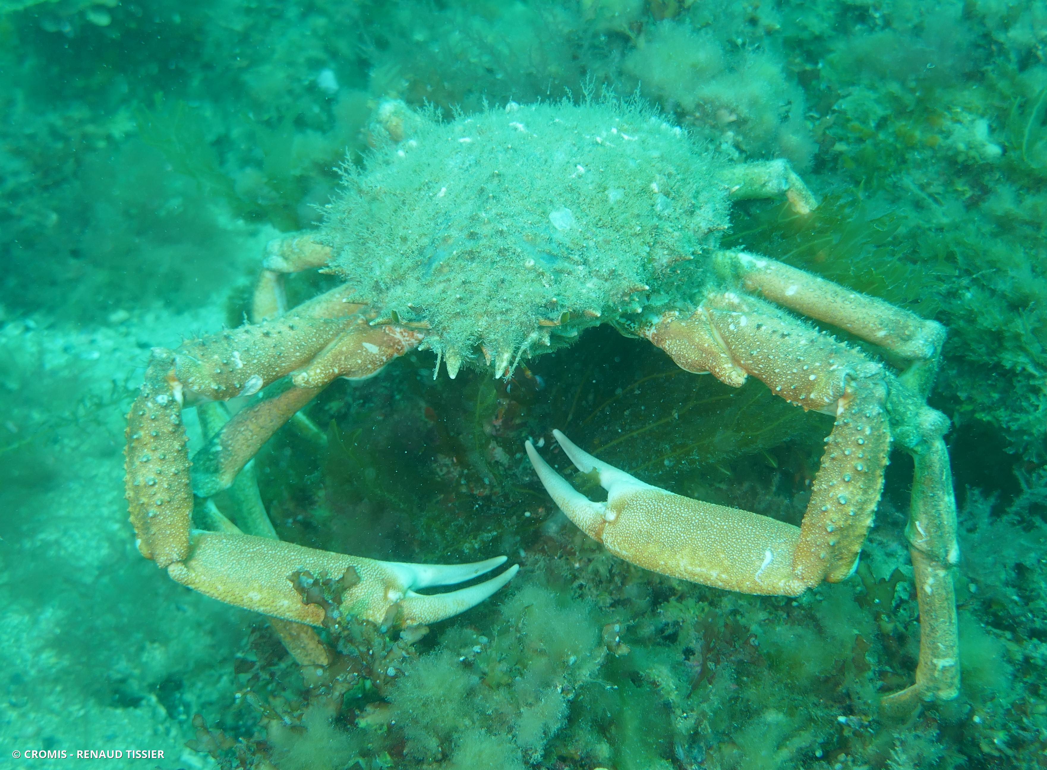Araignée de mer Atlantique