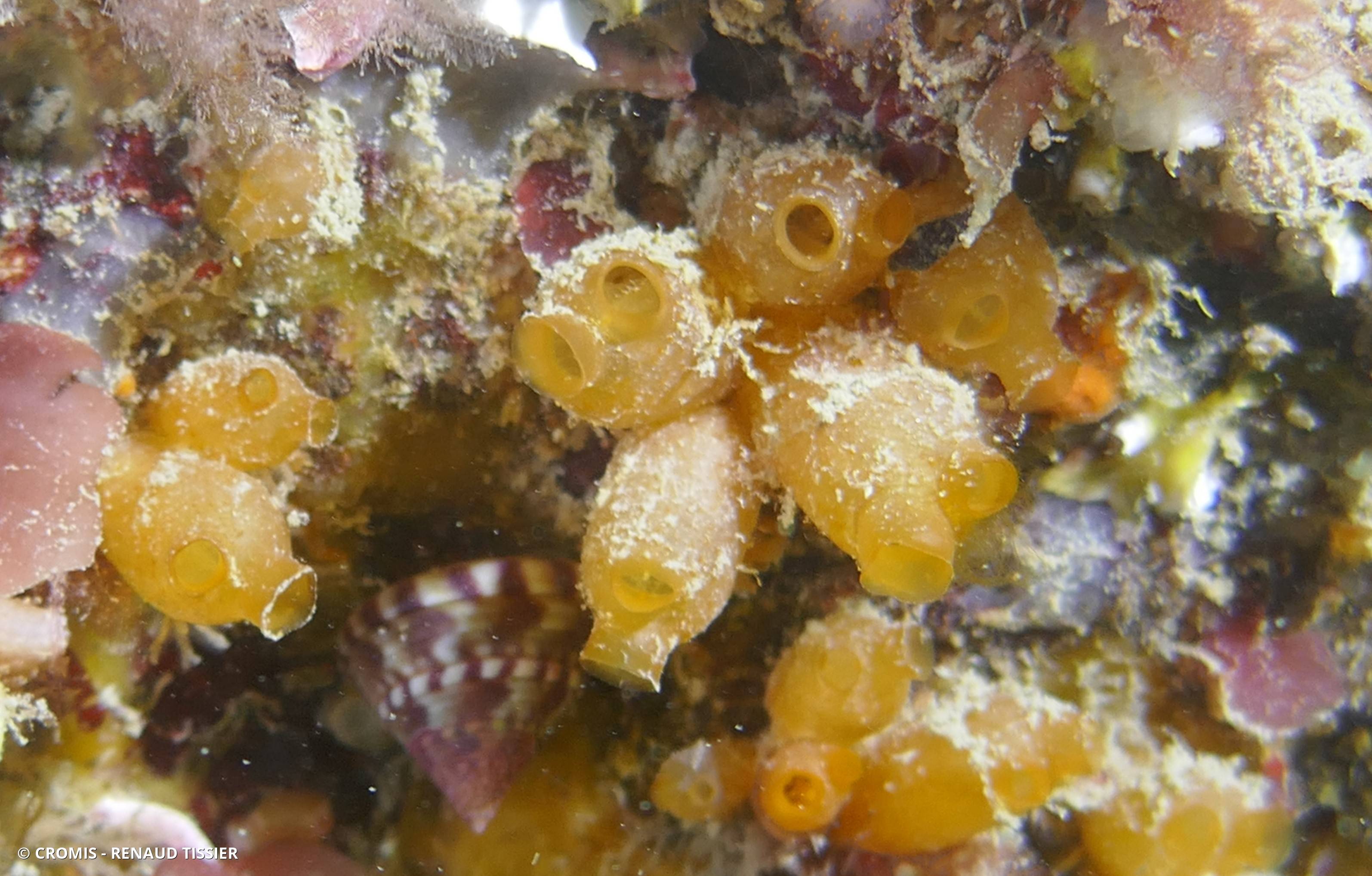 Mirabelle de mer