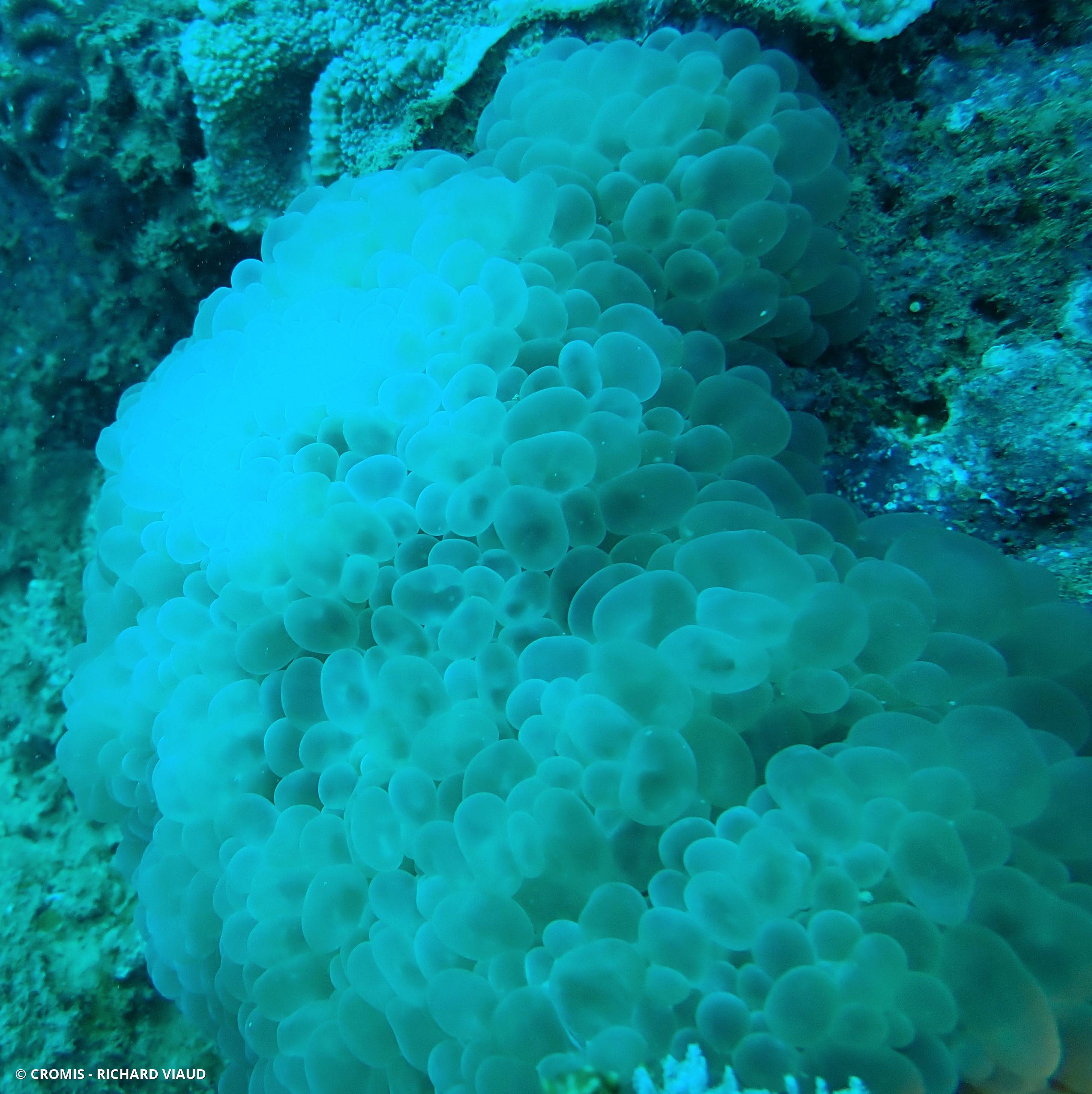 Corail à bulles