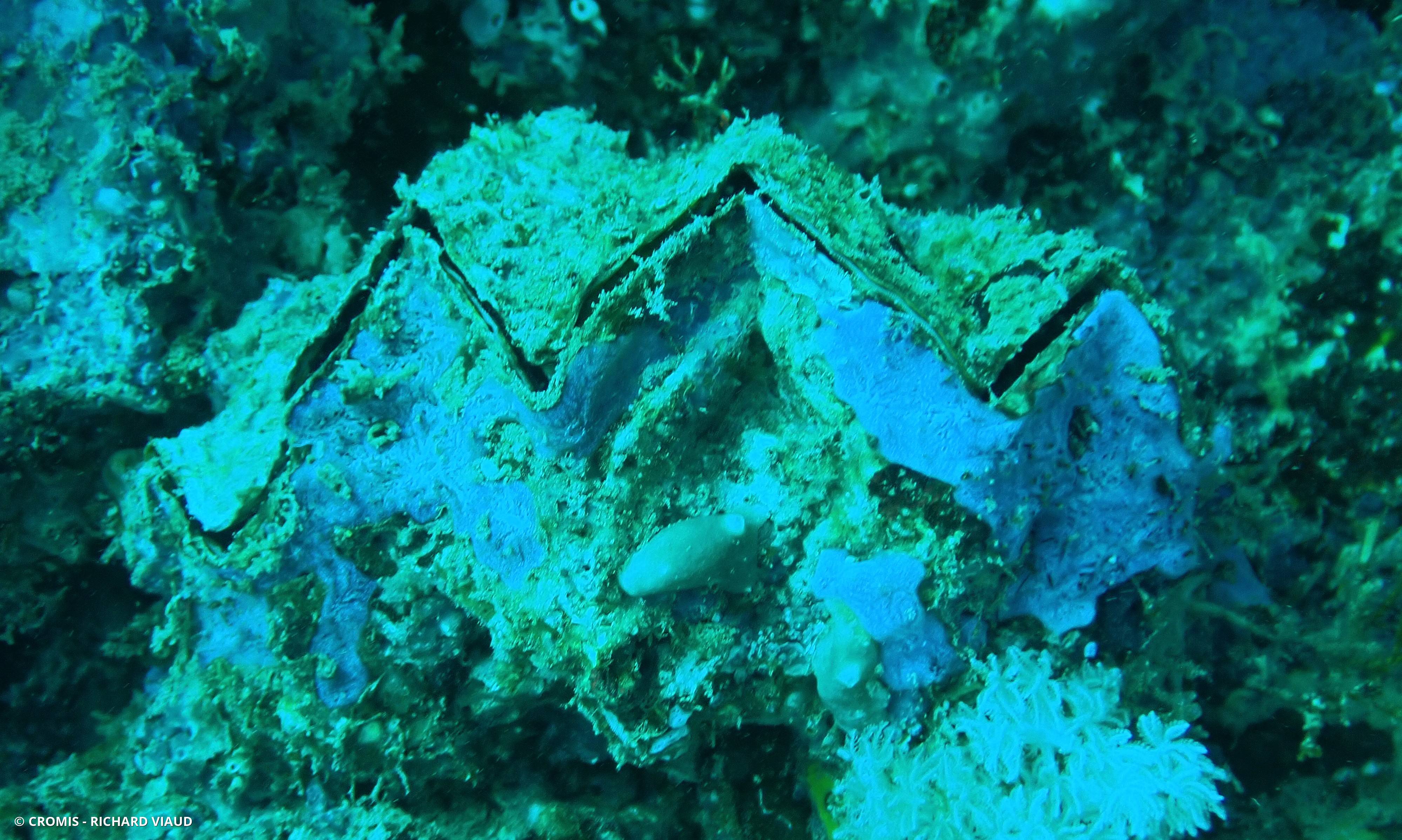 Huître zigzag