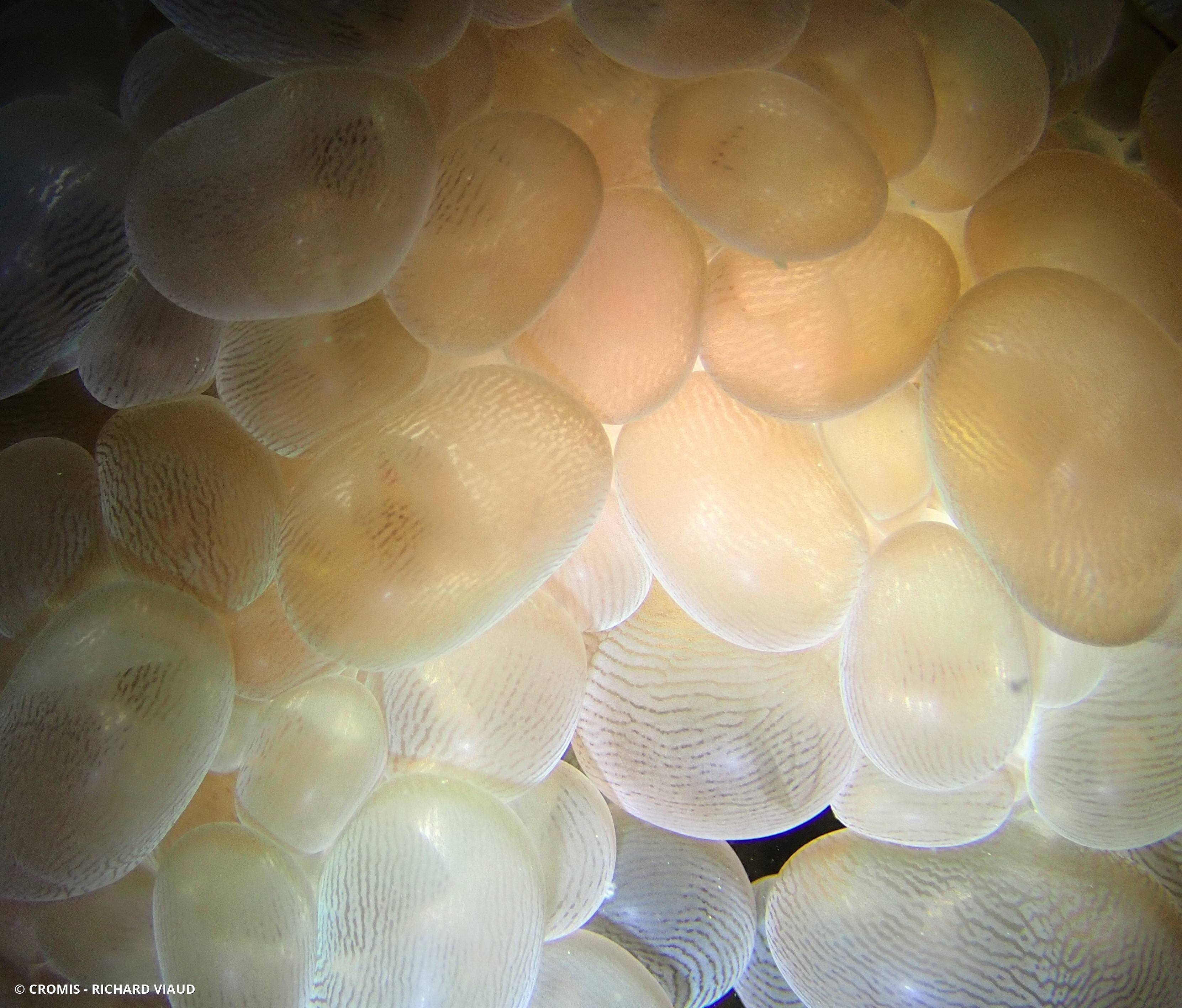 Corail à bulles