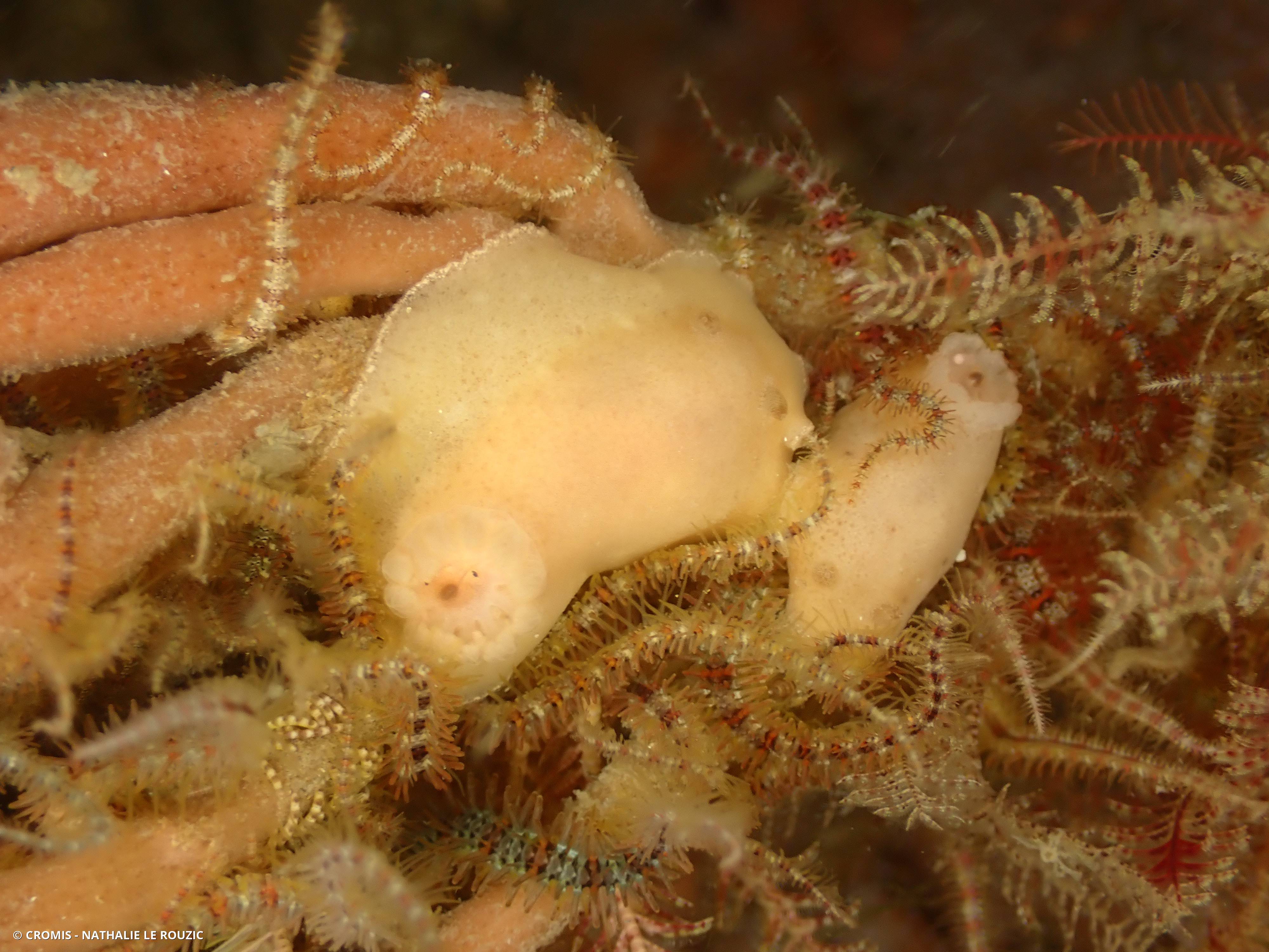 Citron de mer