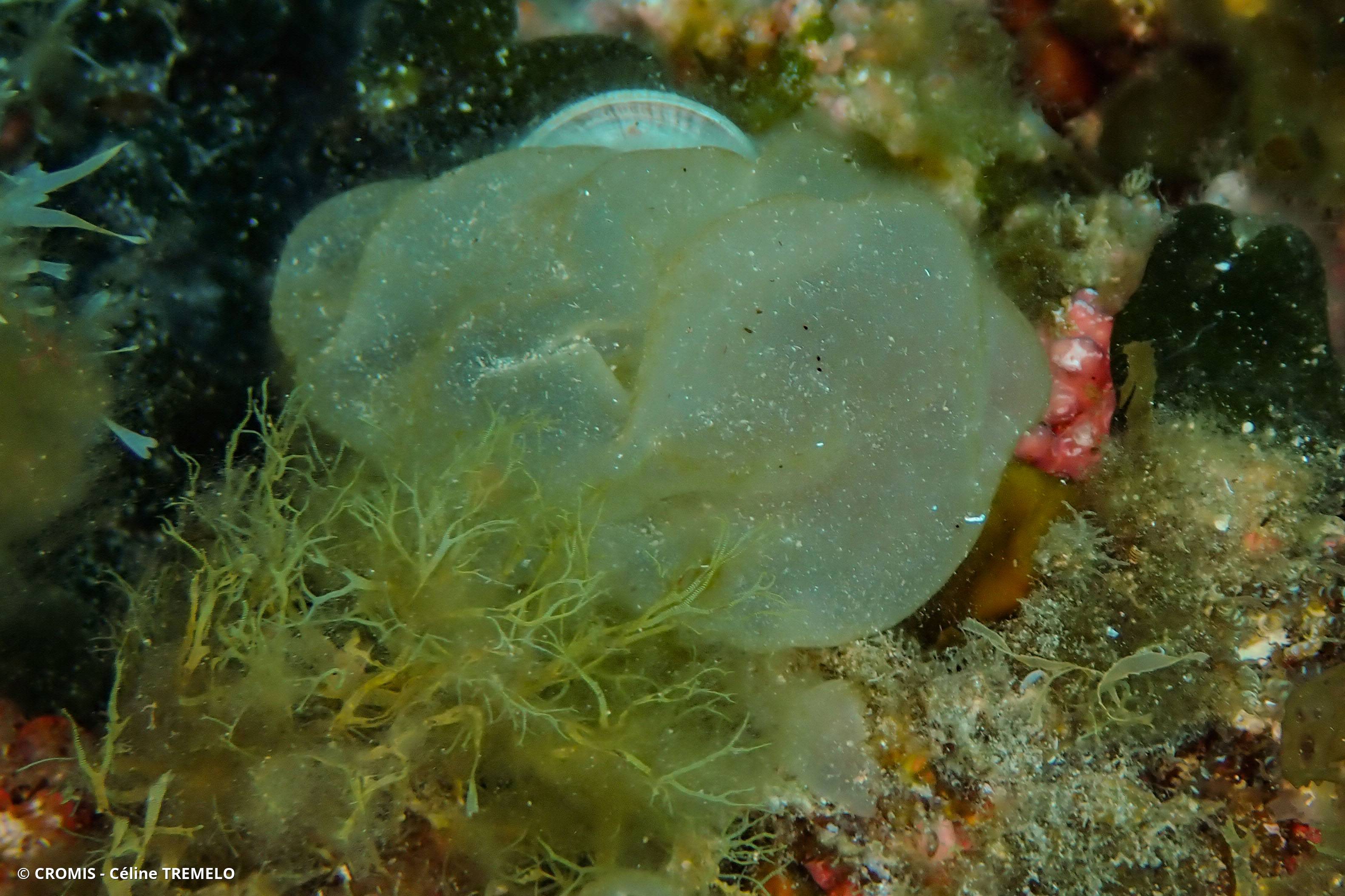 Colpoménia sinueux