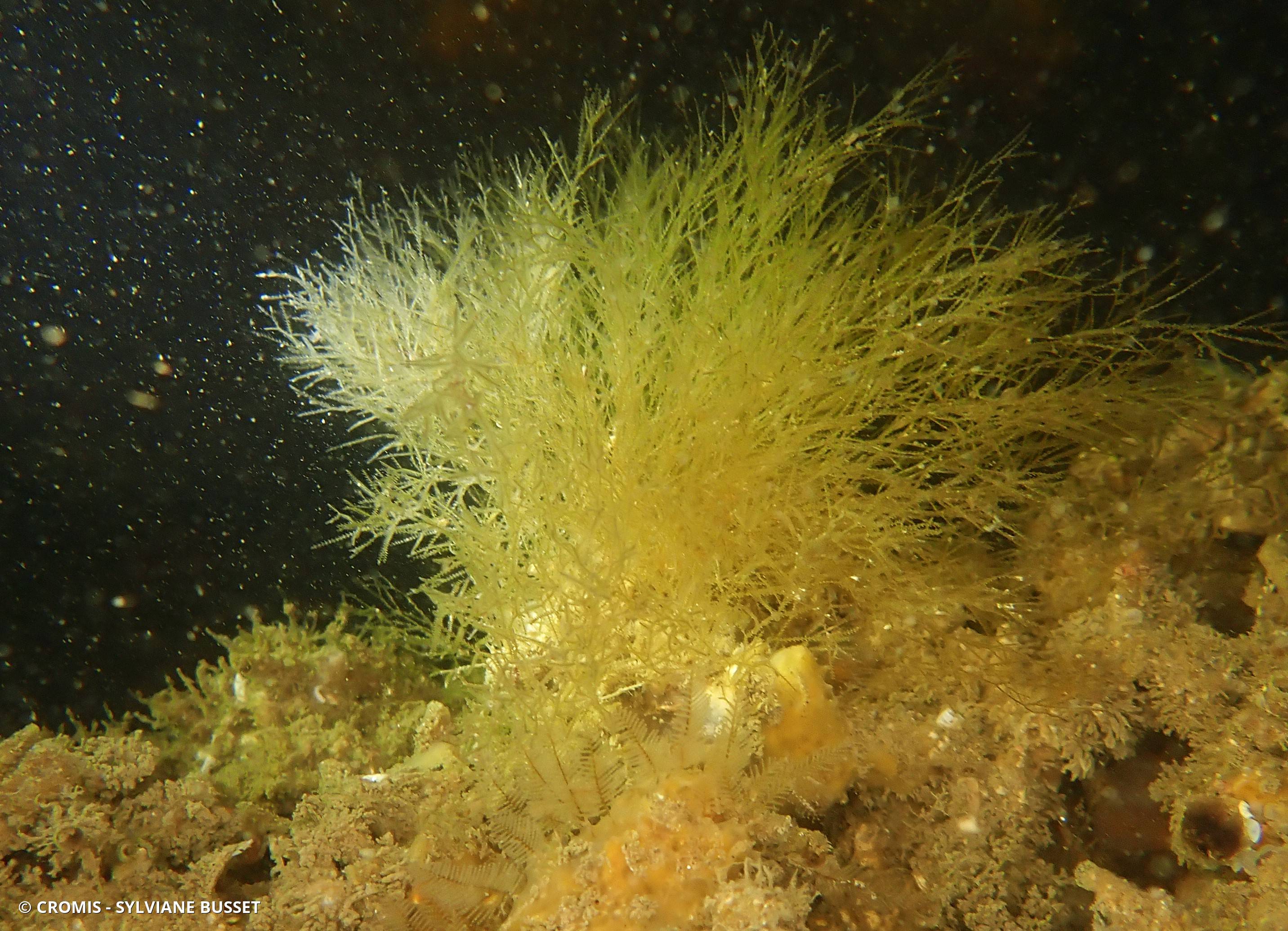 Hydraire chevelu