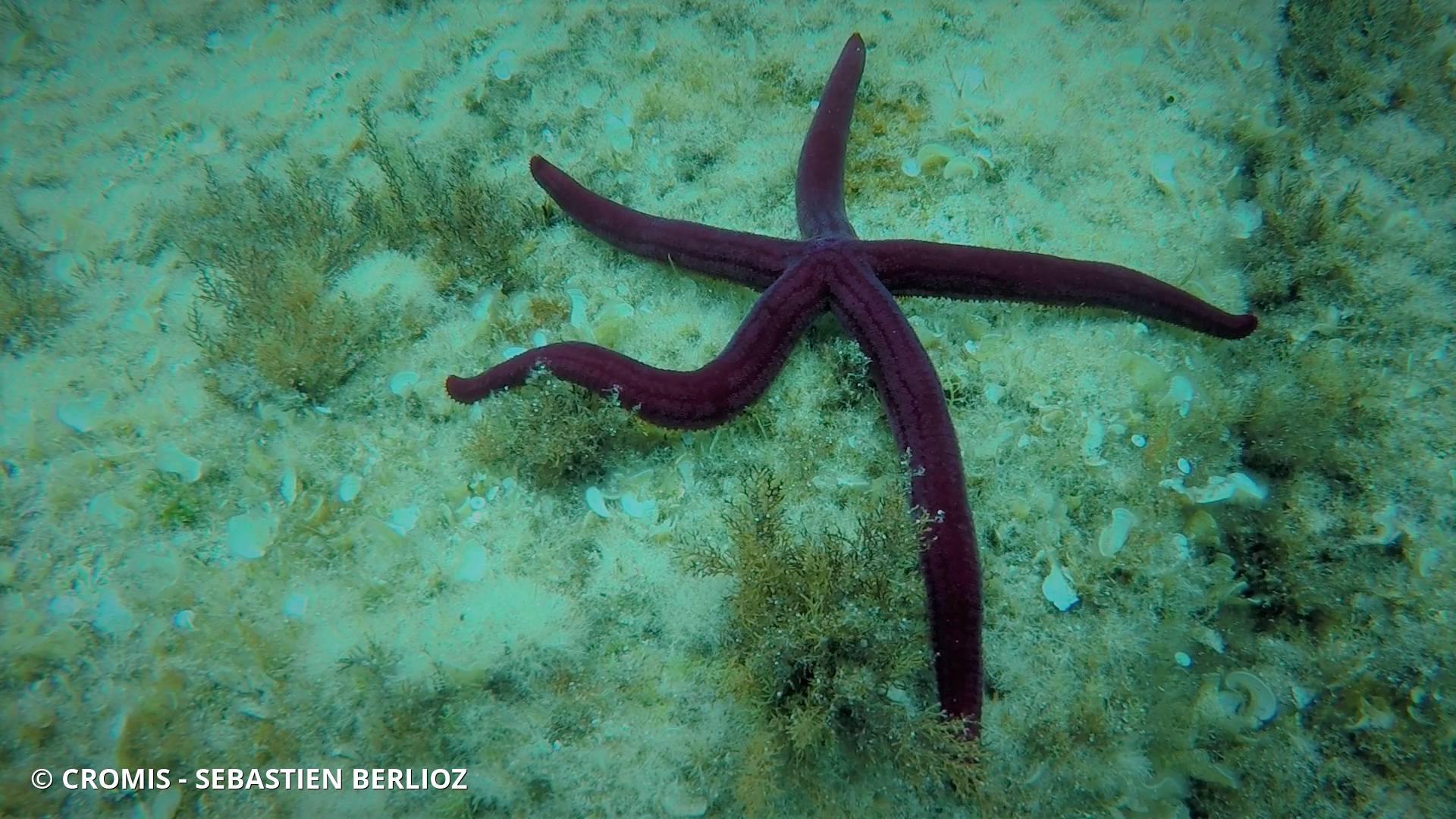 Etoile de mer violette