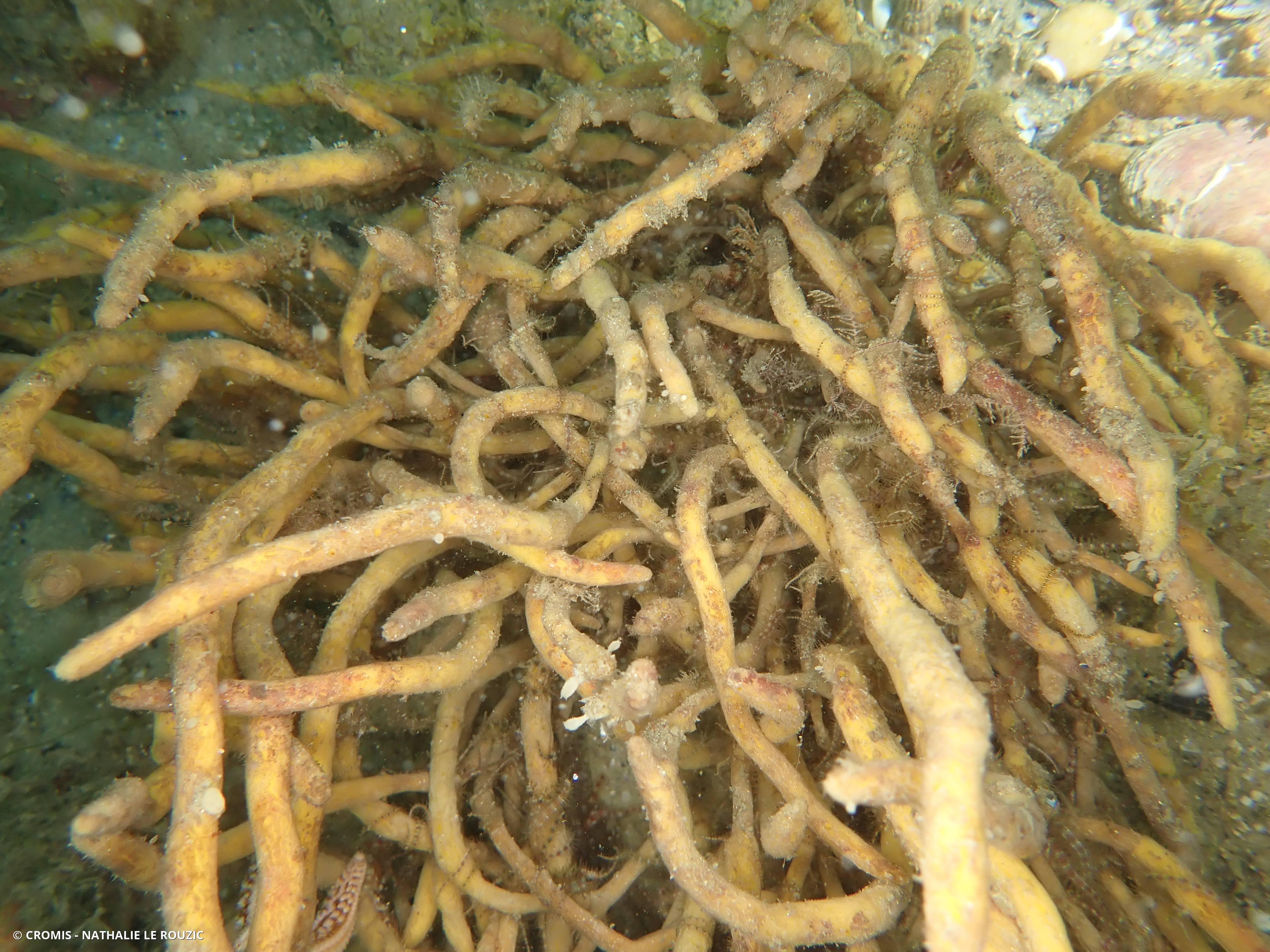 Adreus