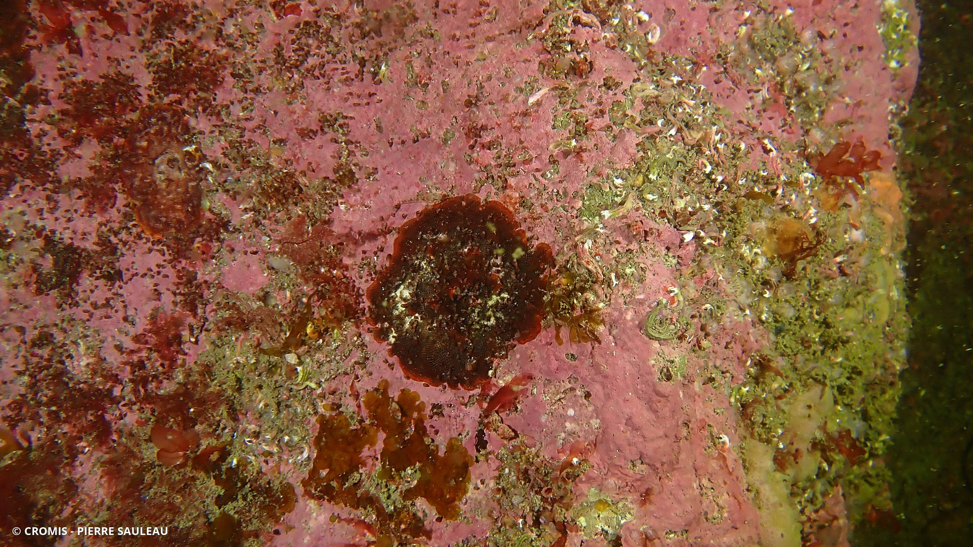Bryozoaire orange vif et noir à points noirs