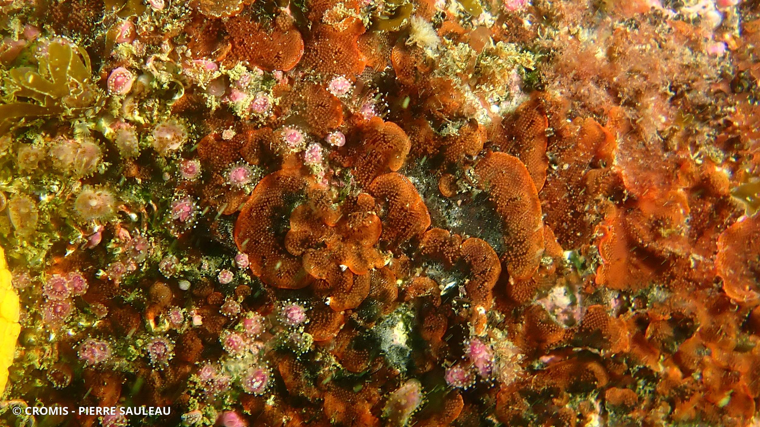 Bryozoaire orange vif et noir à points noirs