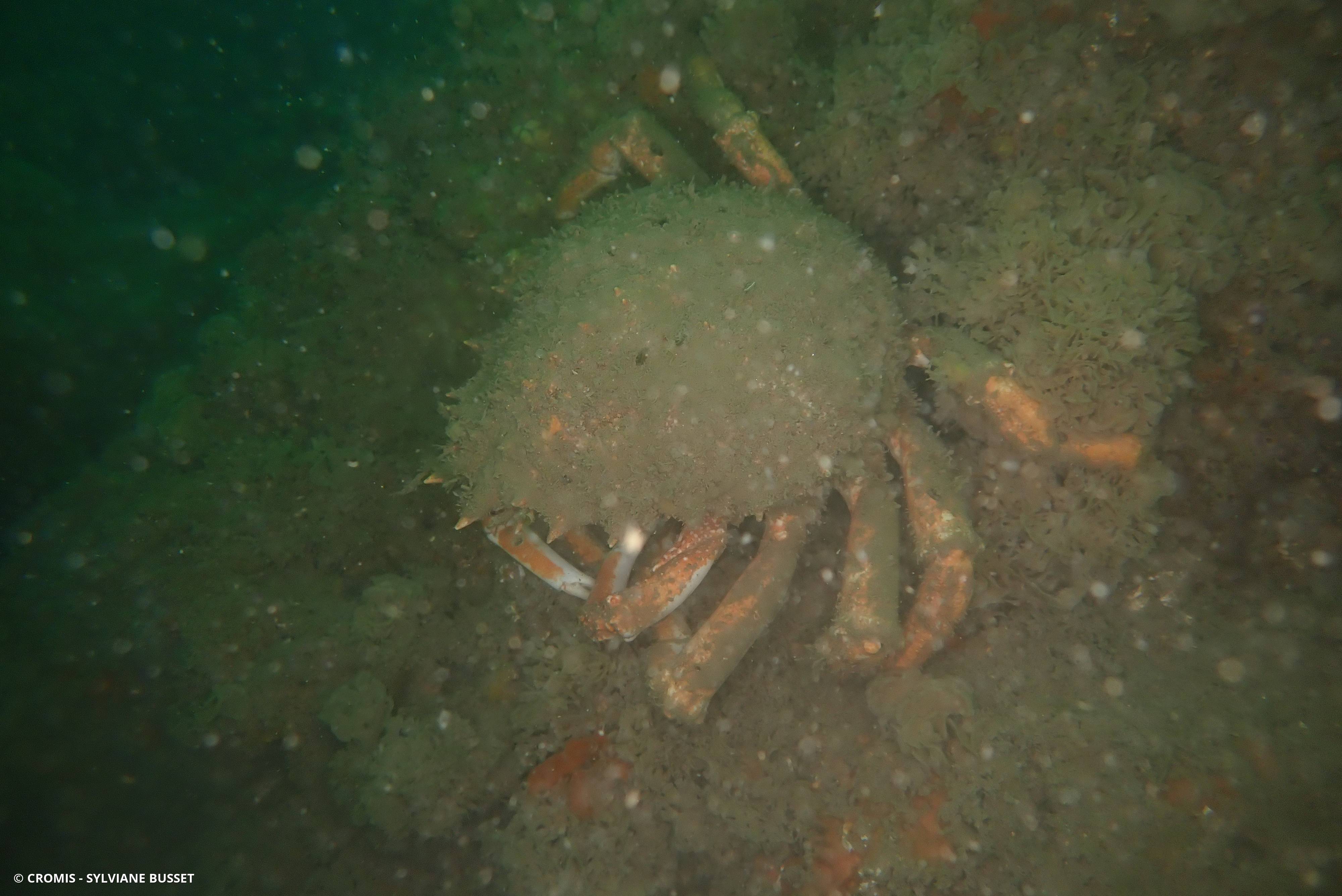 Araignée de mer Atlantique