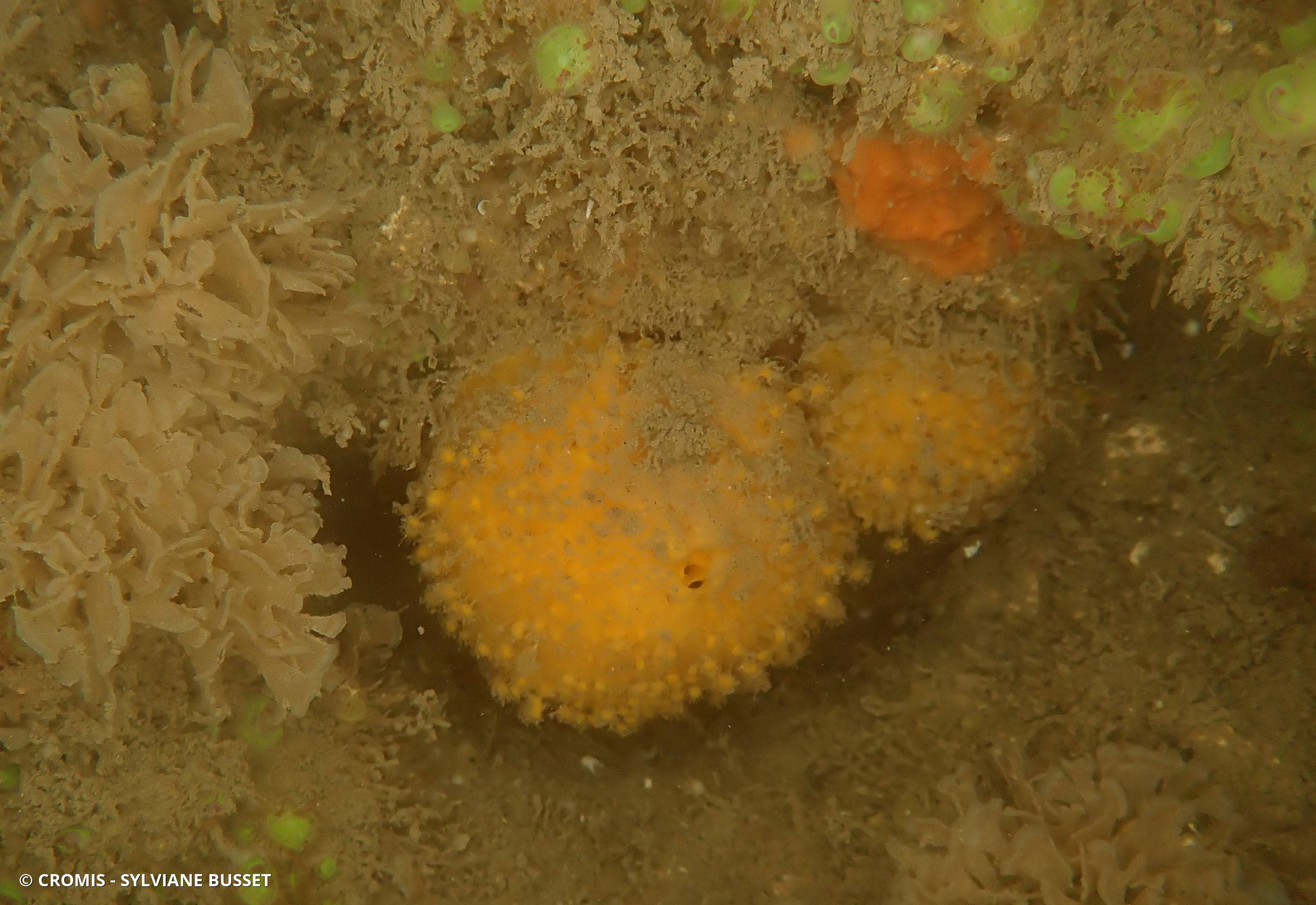 Orange de mer de Manche Atlantique