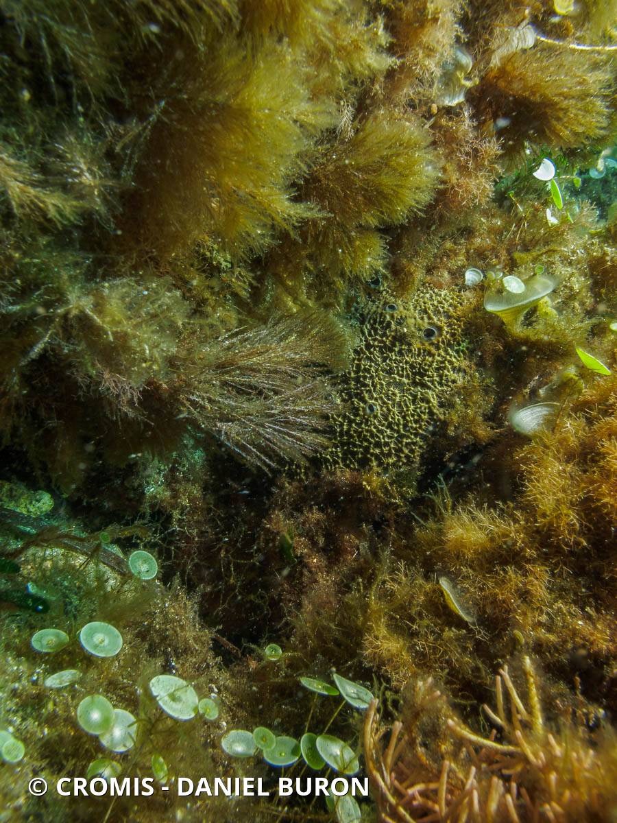 Ircinie variable