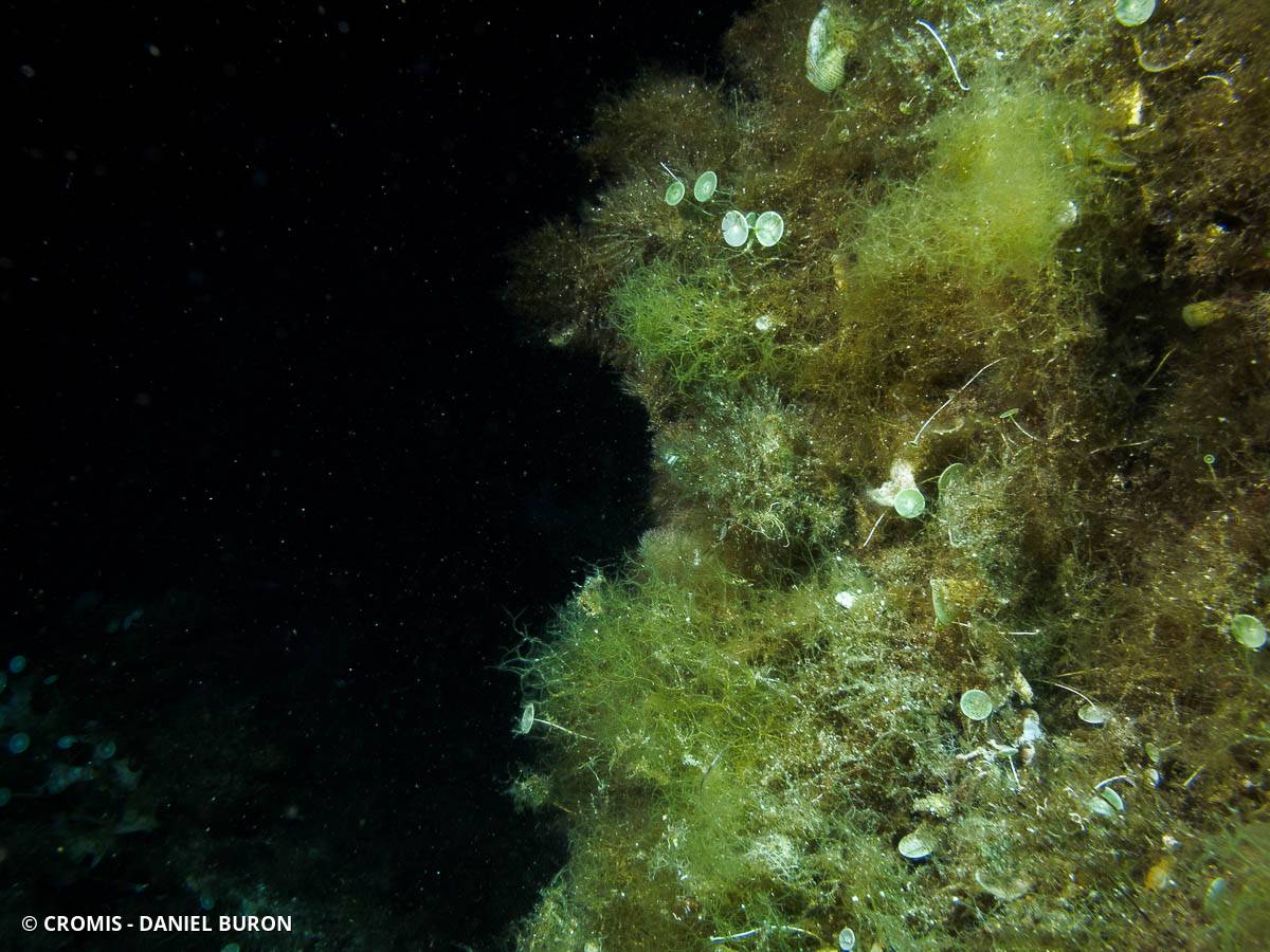 Dictyote jaune
