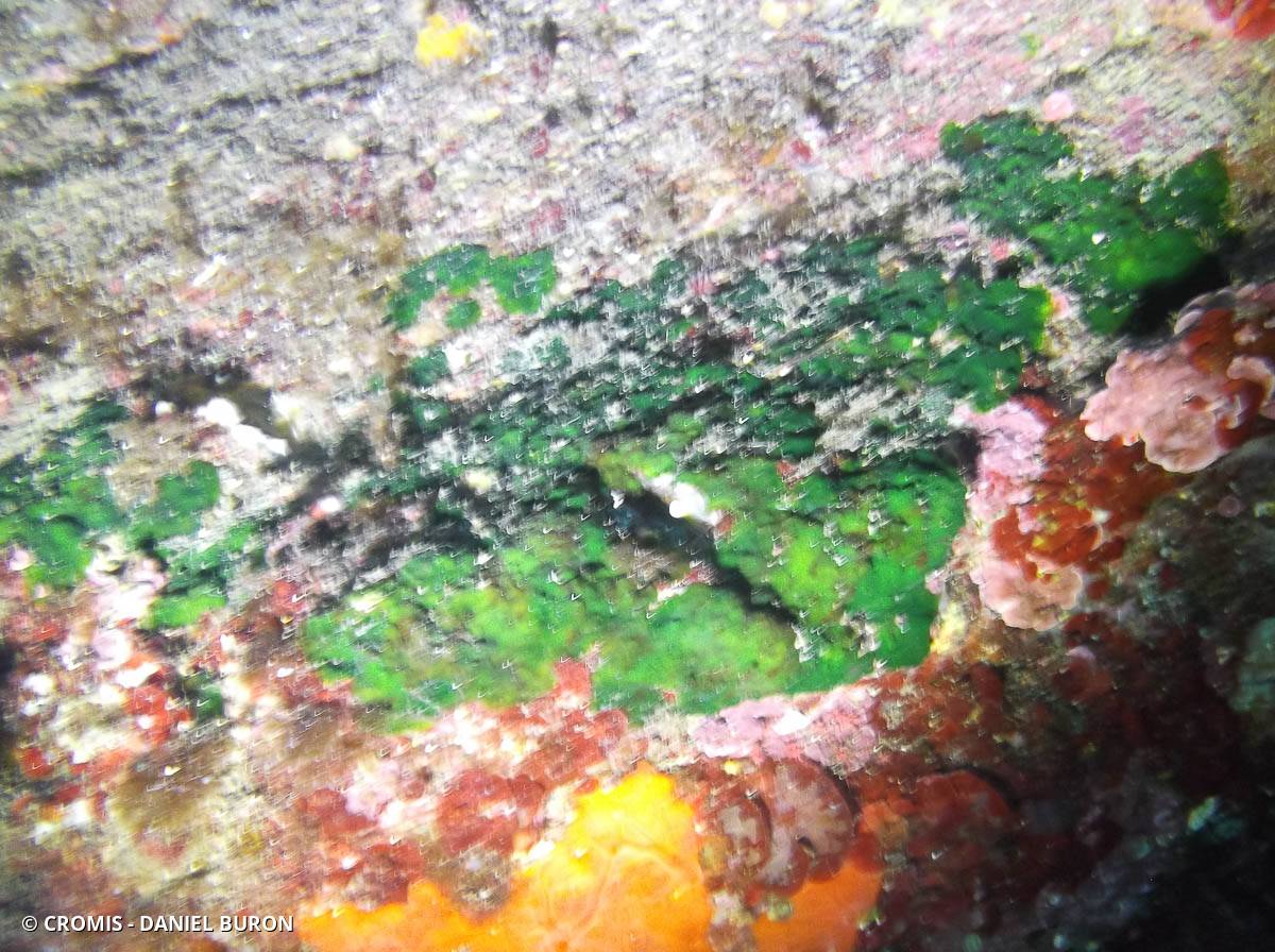 Palmophylle