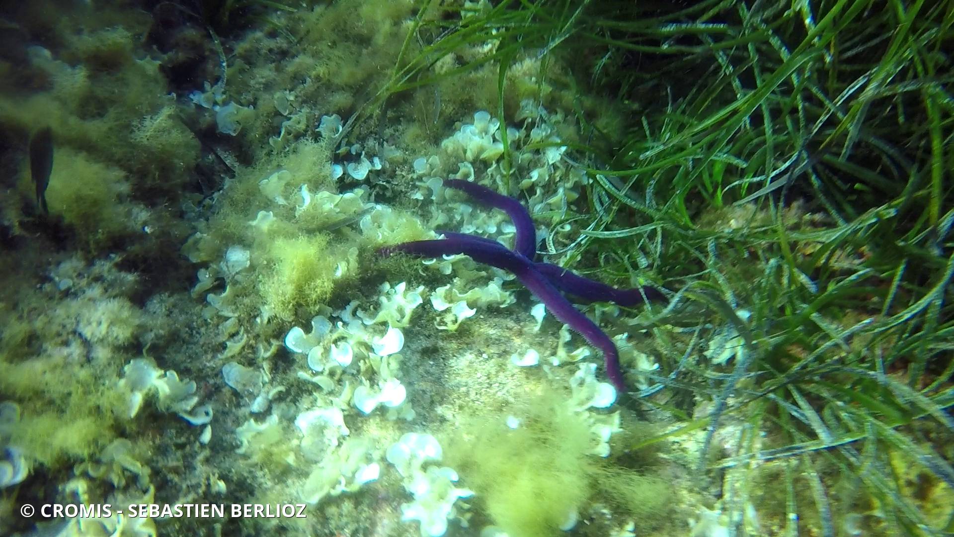 Etoile de mer violette