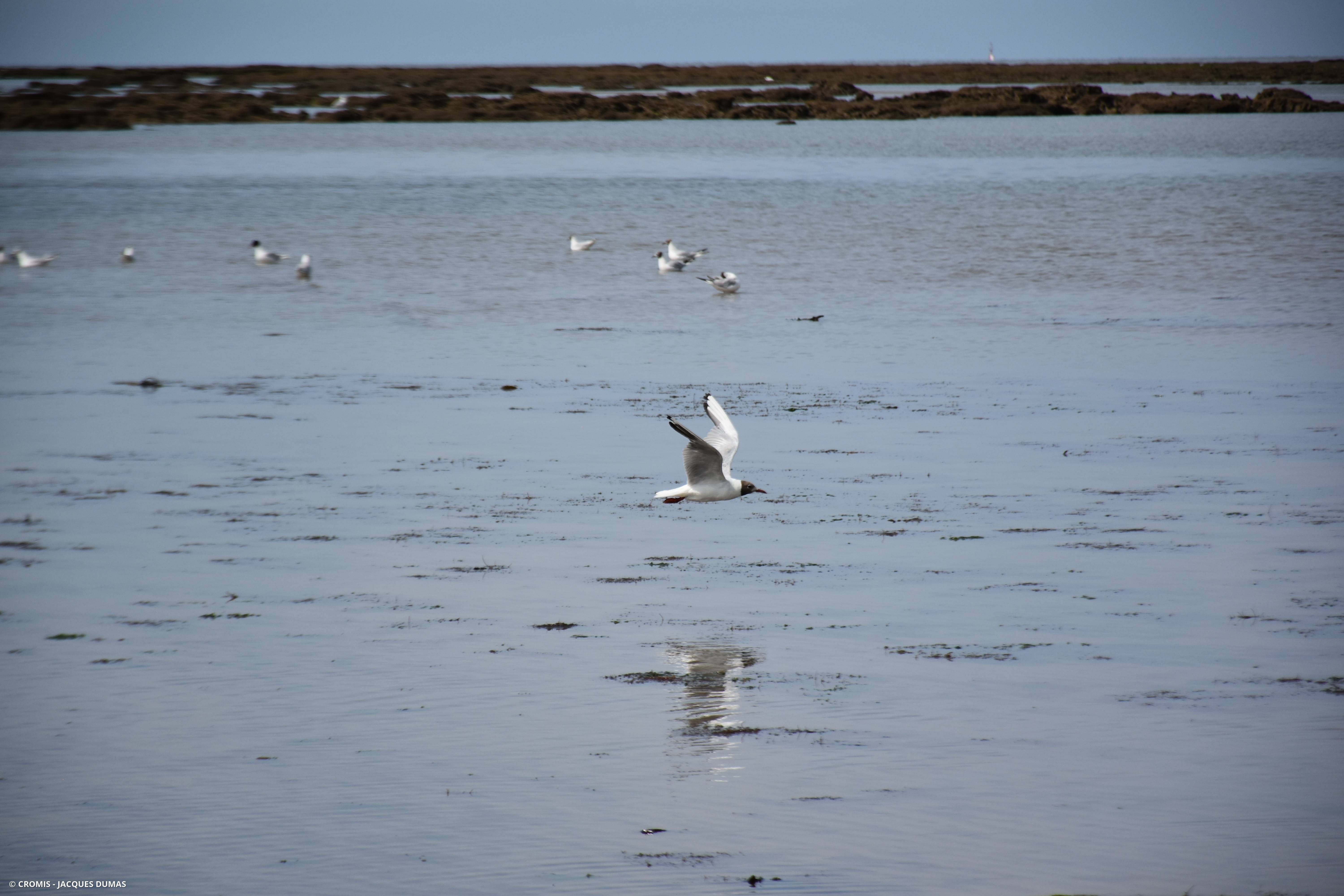 Mouette rieuse