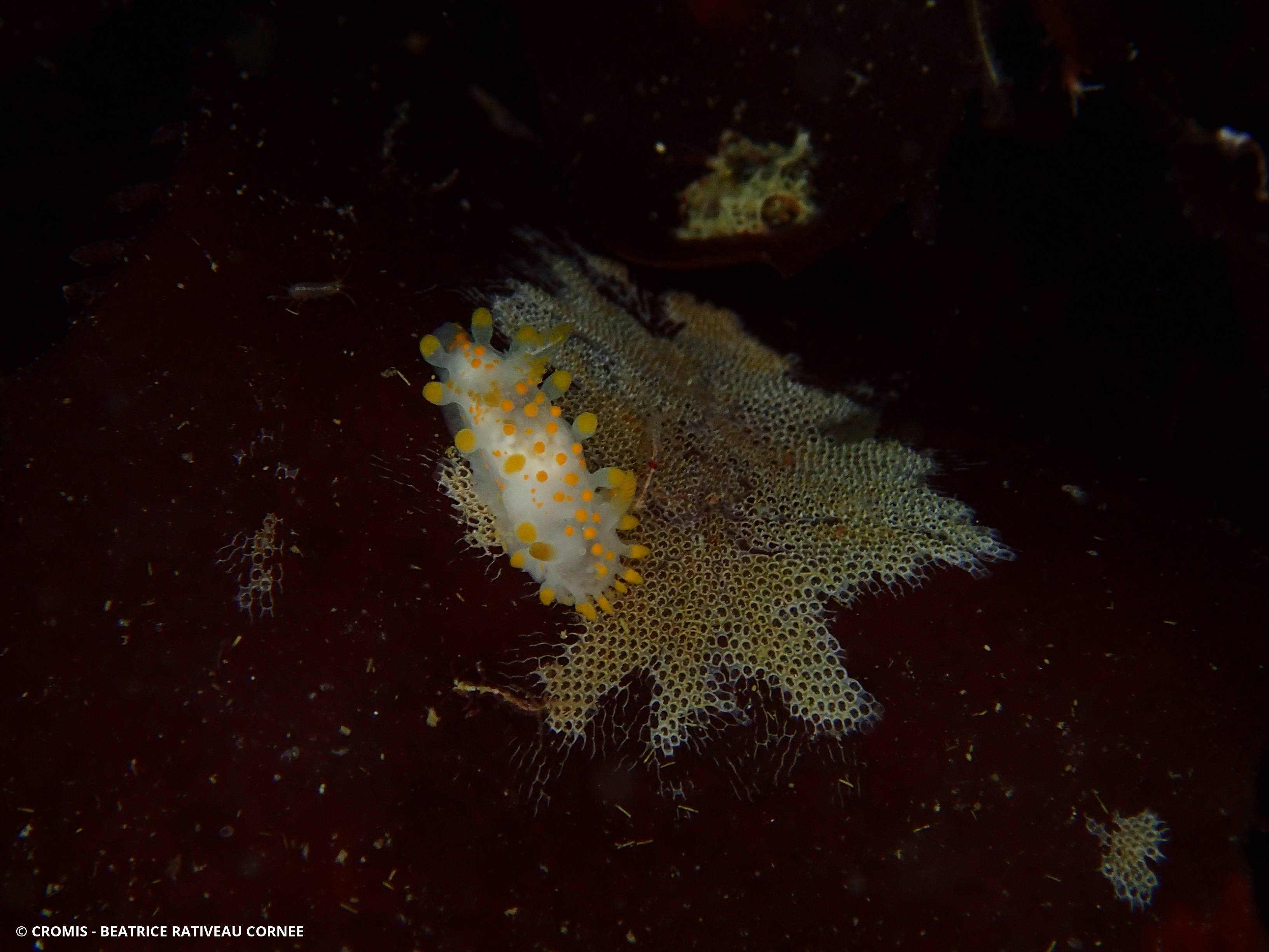 Limacia clavigère