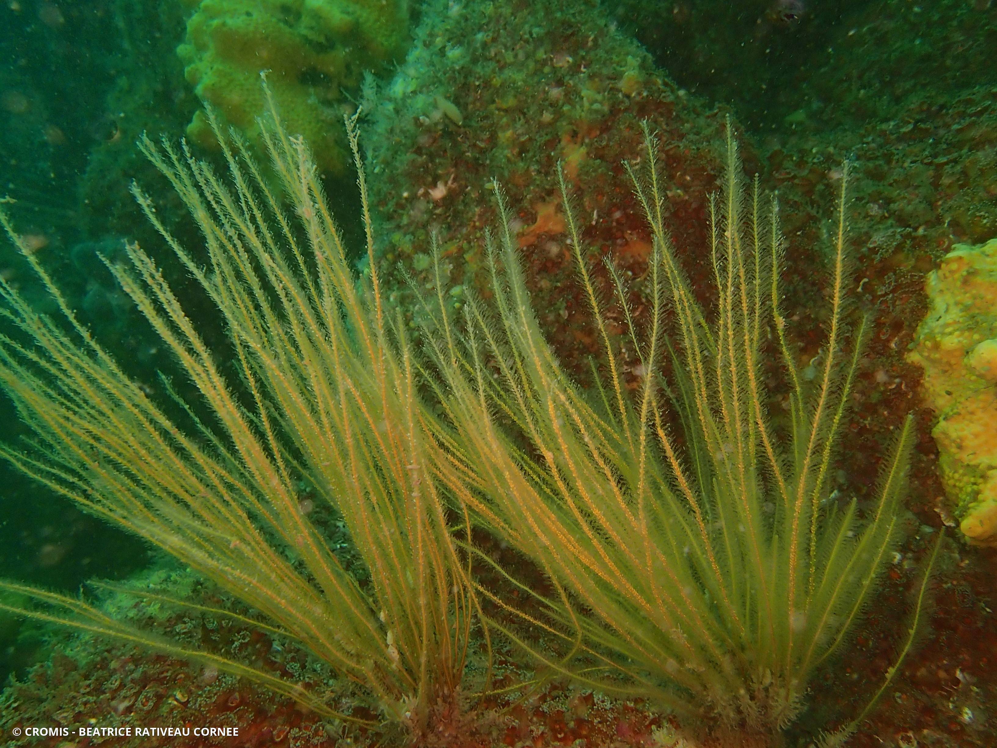 Hydraire antenne