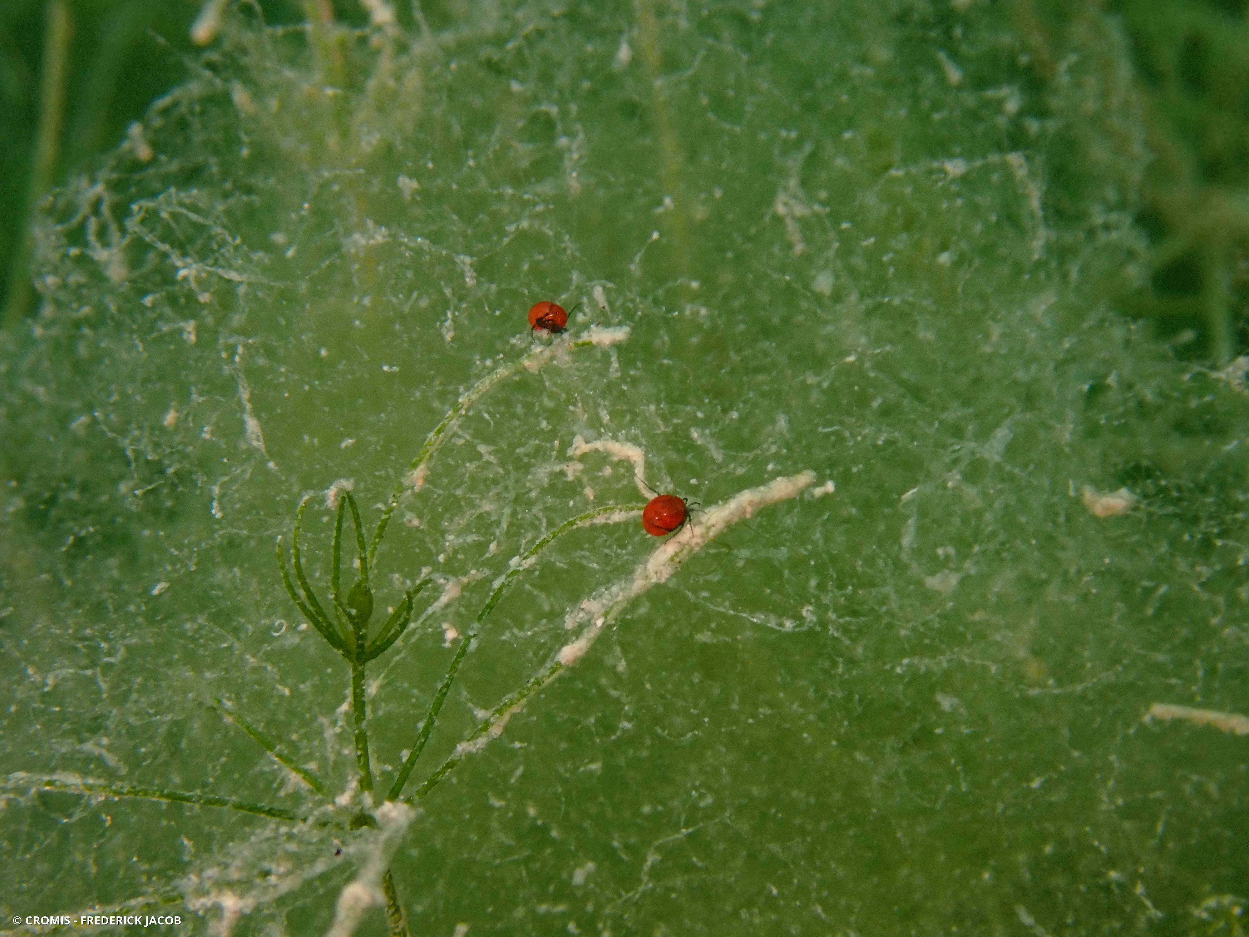 Hydracariens
