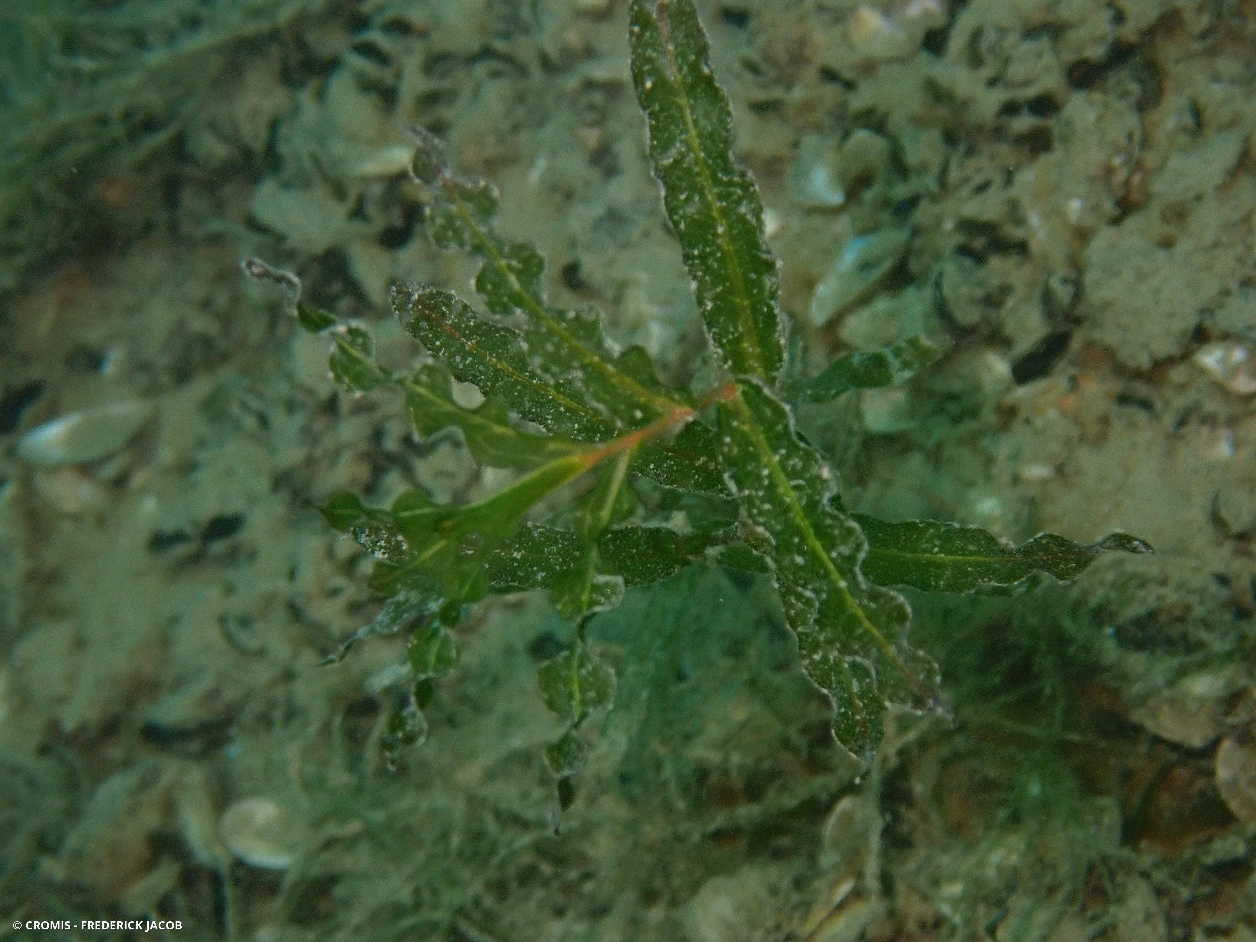 Potamot crépu