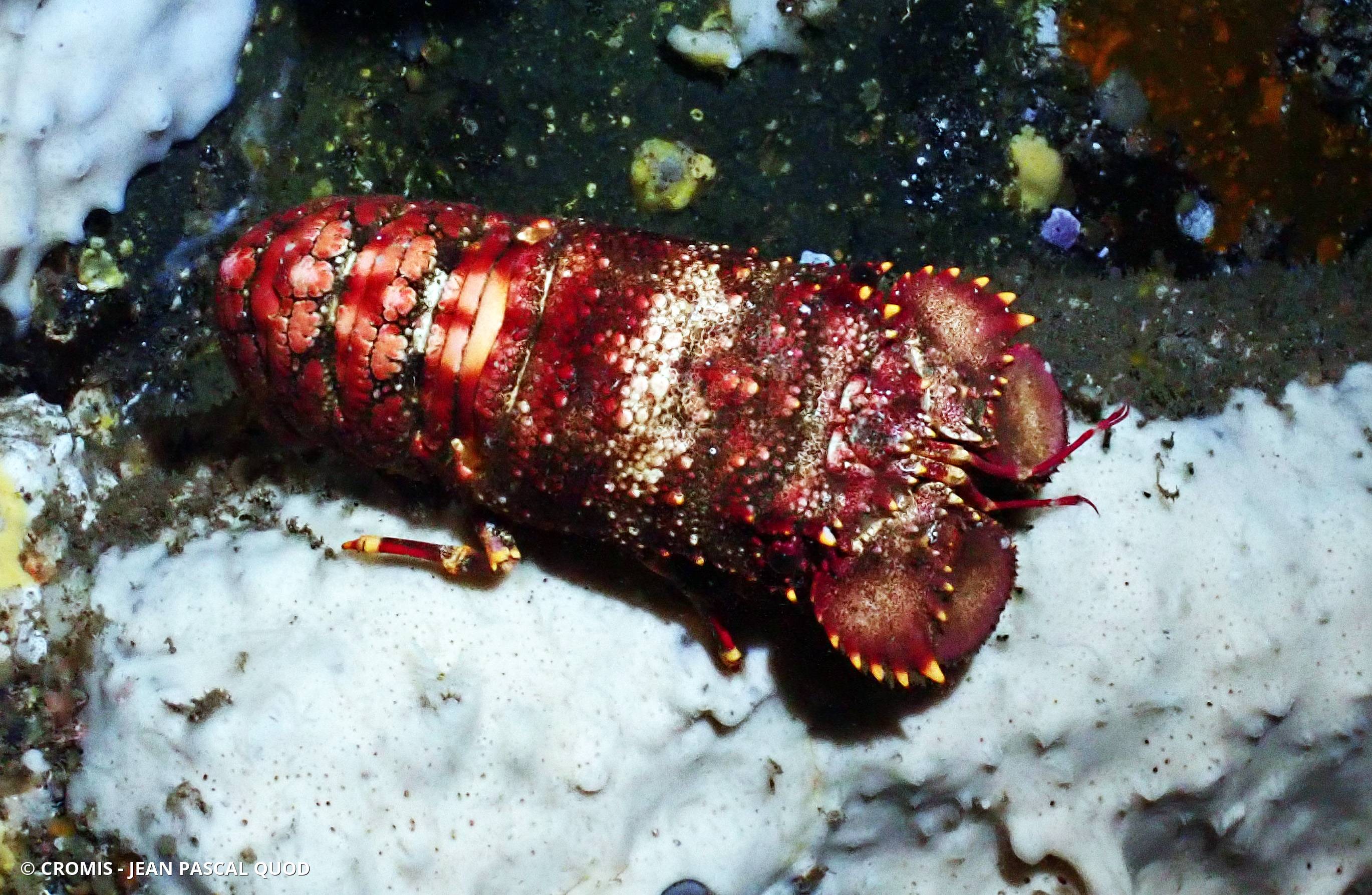 Cigale de mer popinée