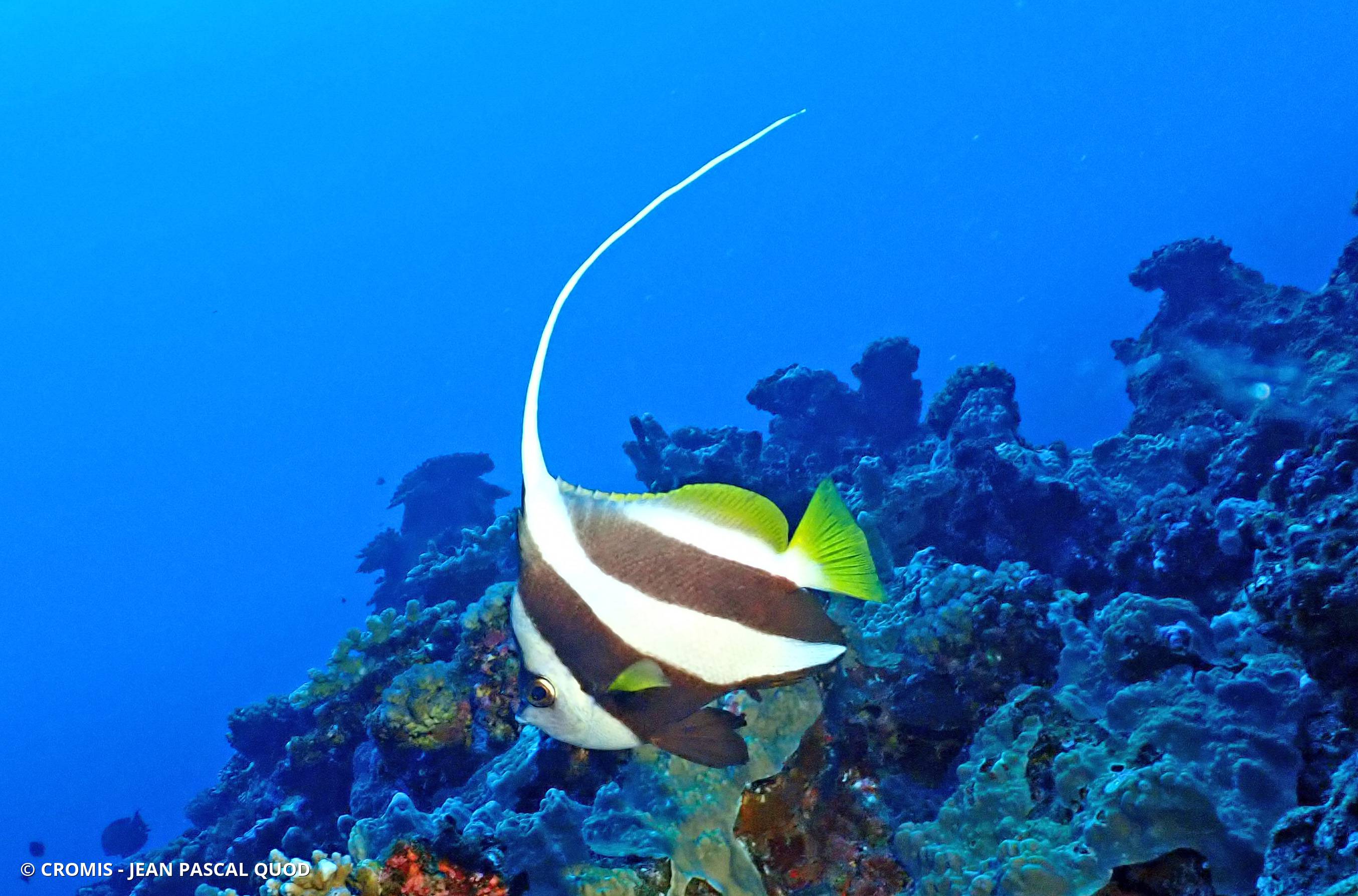 Poisson-cocher grégaire