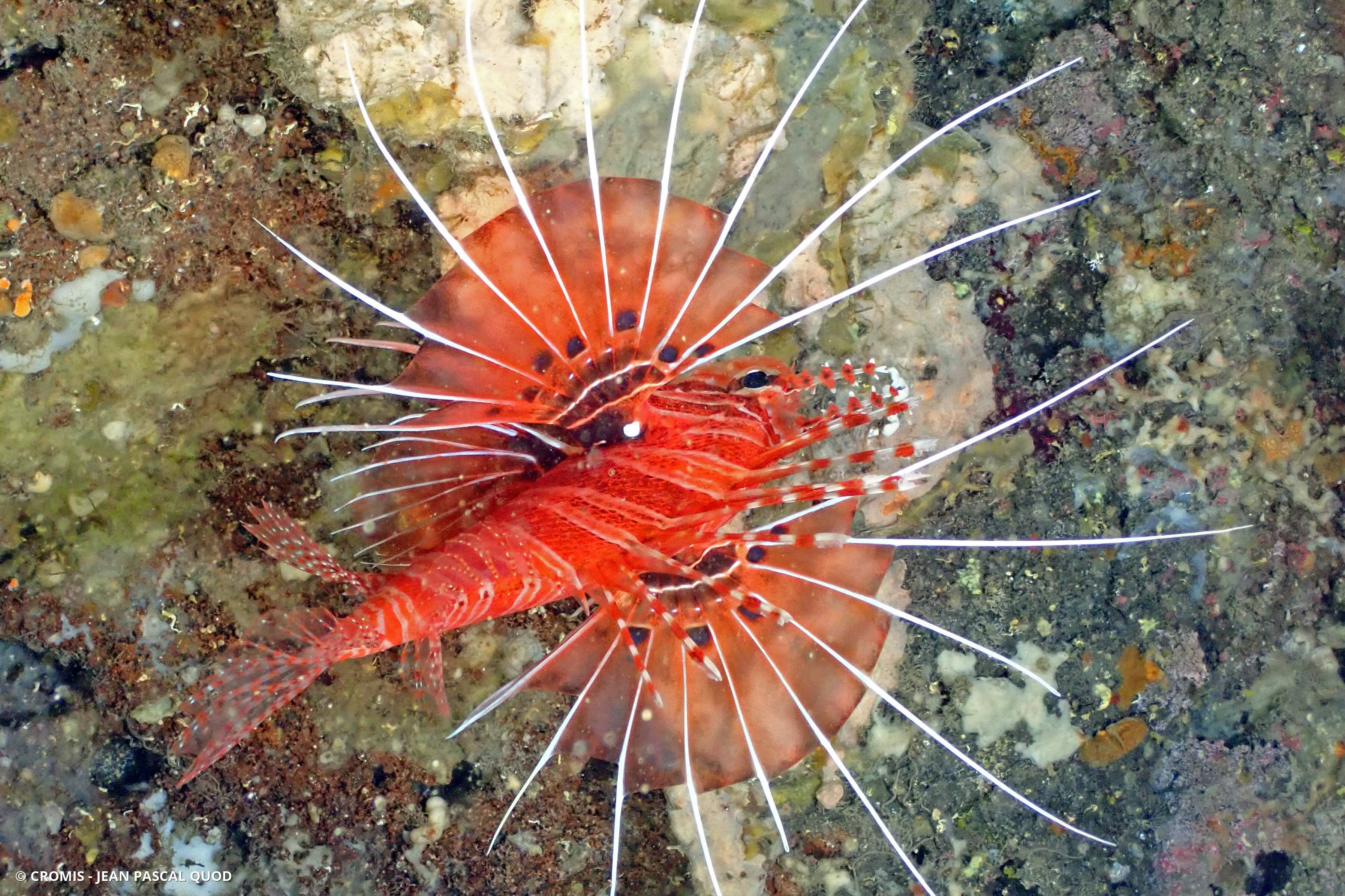 Poisson-scorpion à antennes
