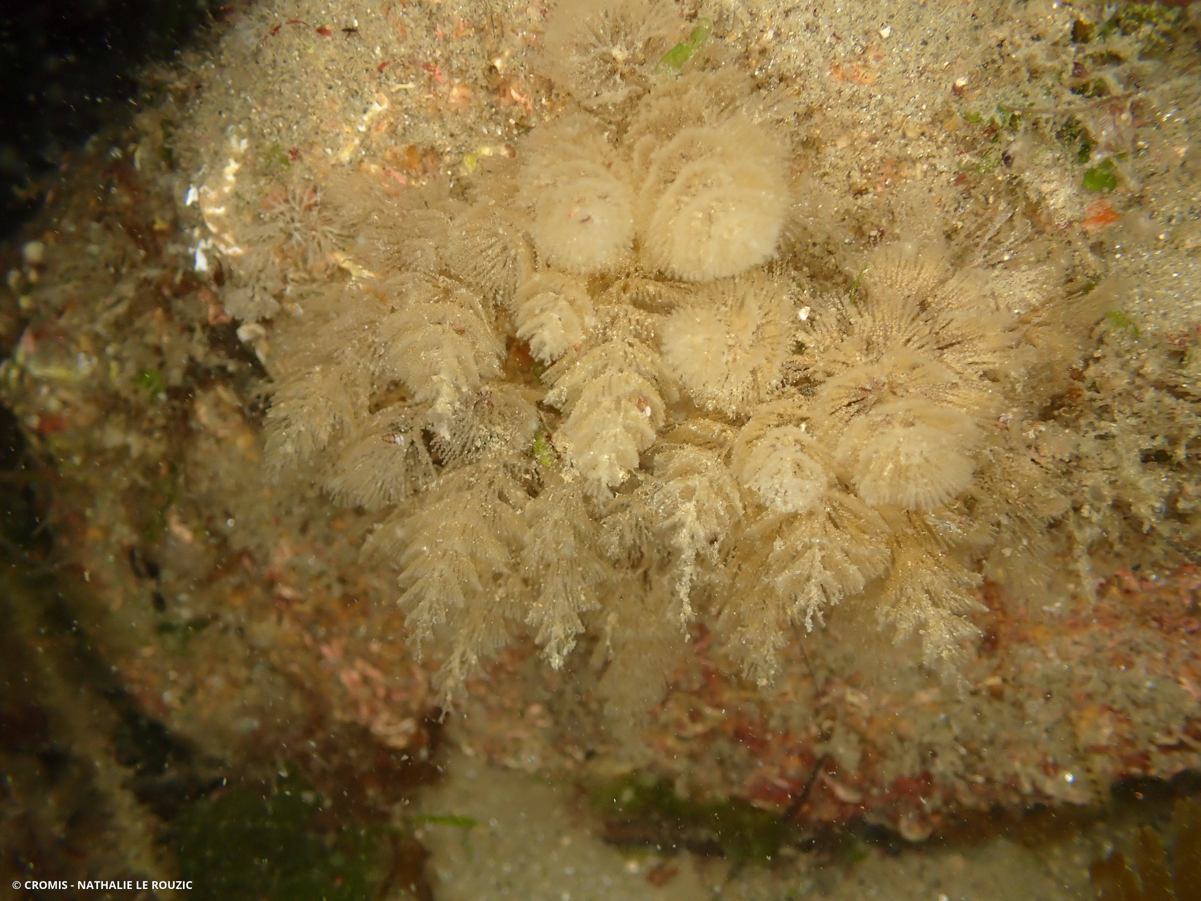 Bugule plumeuse