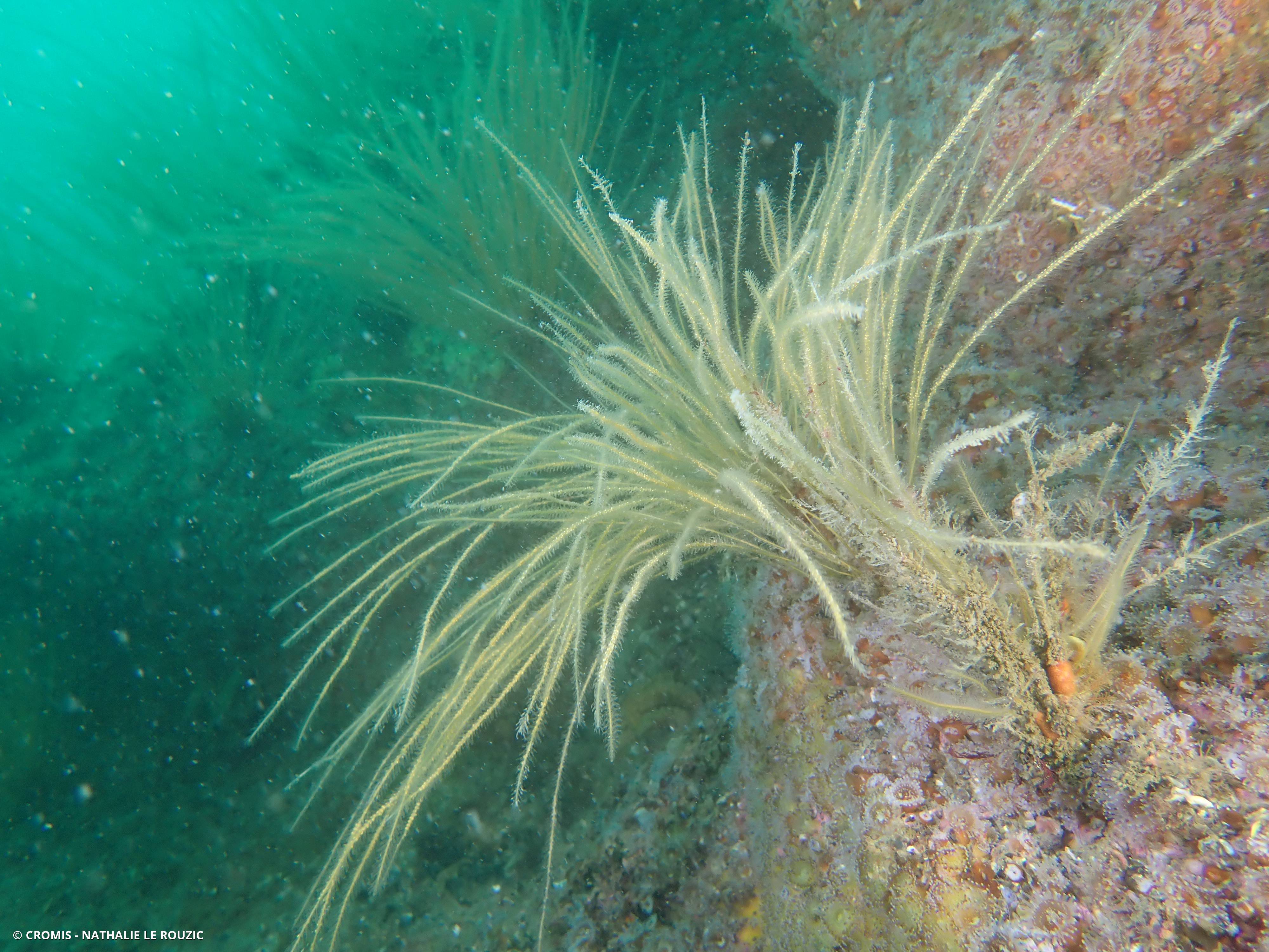 Hydraire antenne