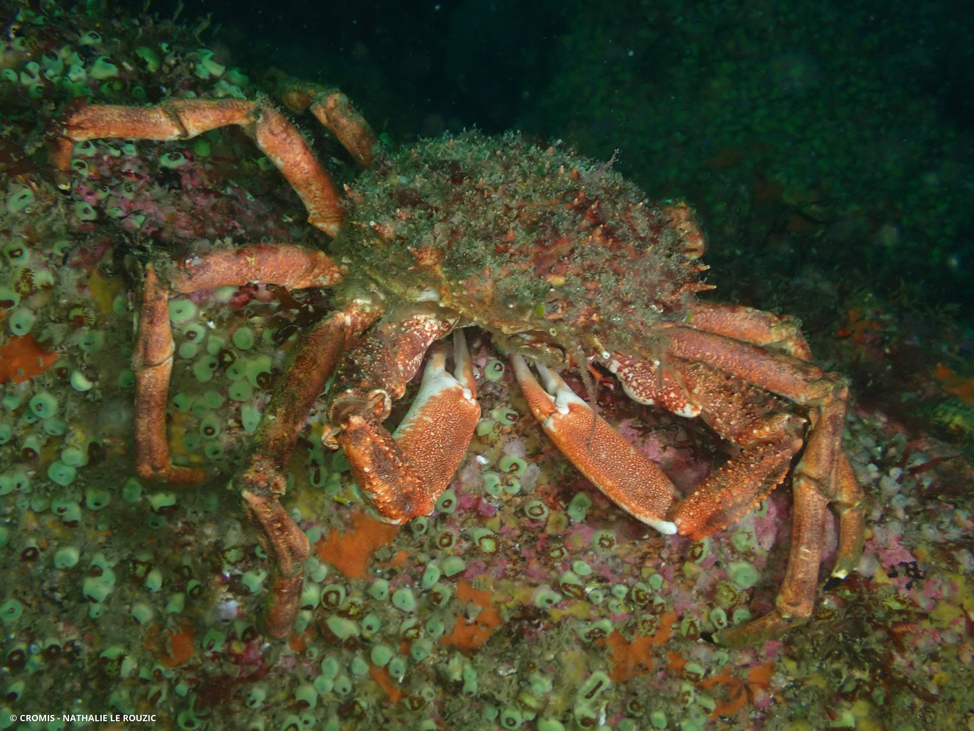 Araignée de mer Atlantique