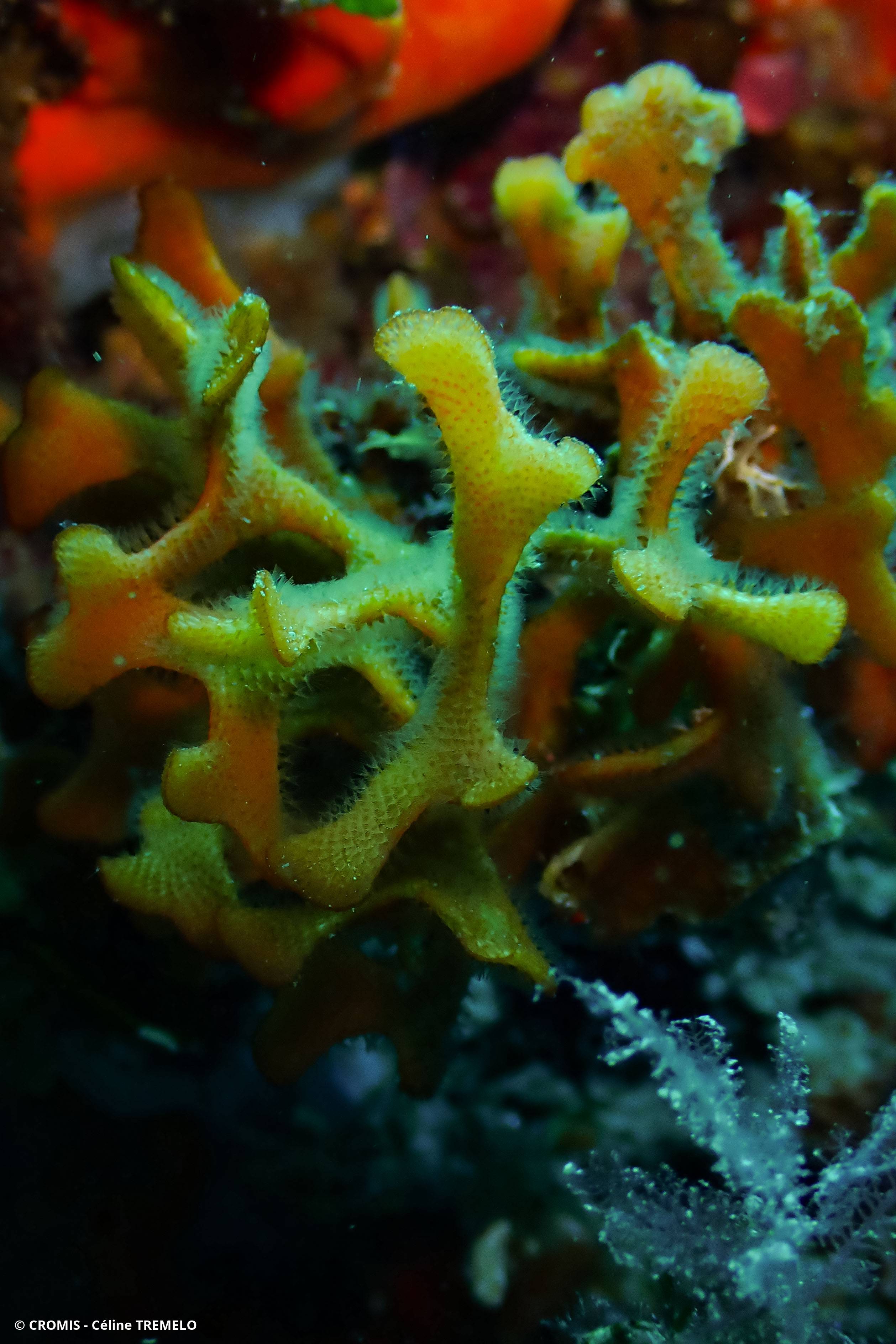 Bryozoaire bois de cerf