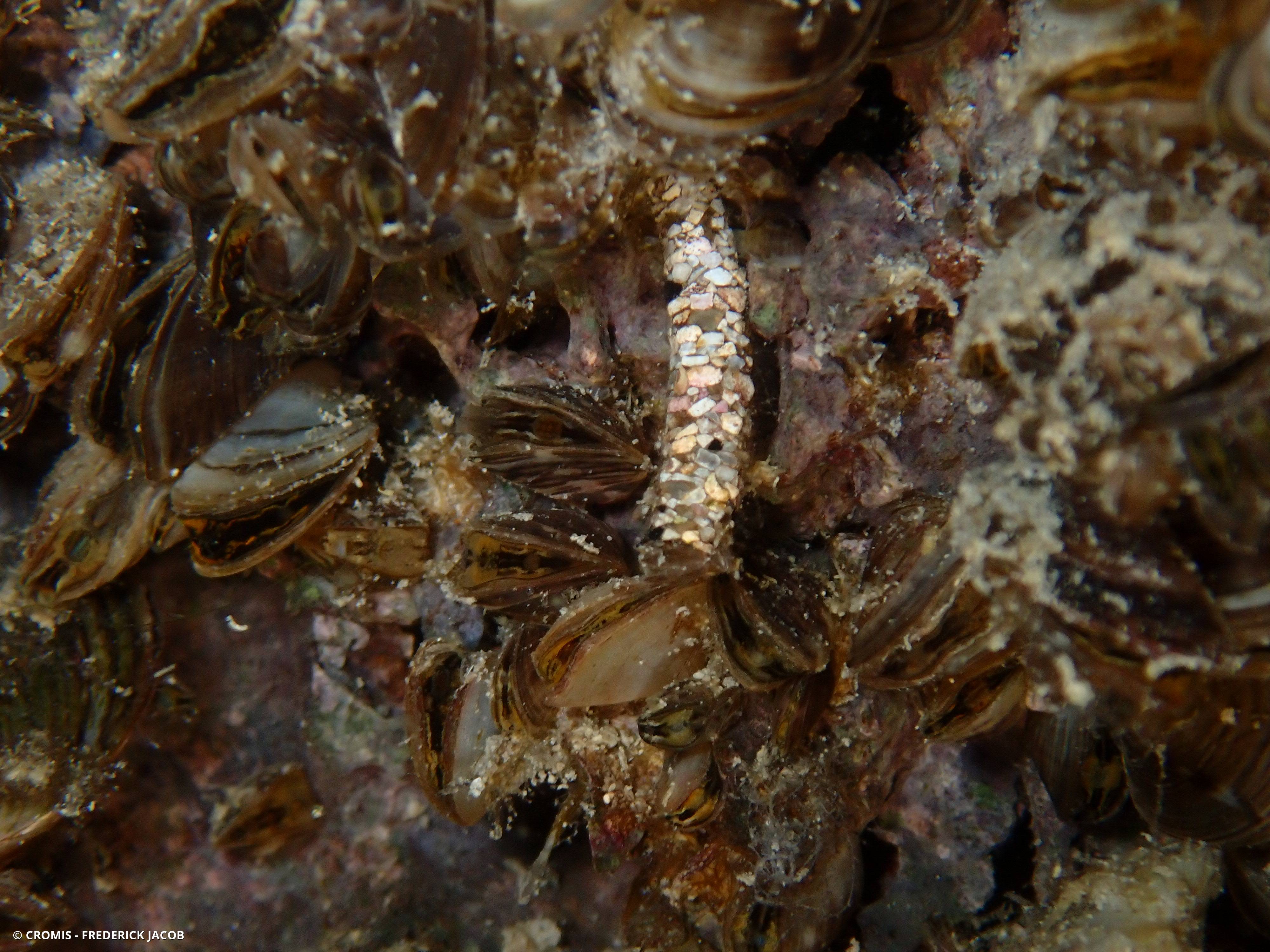 Larves de trichoptères
