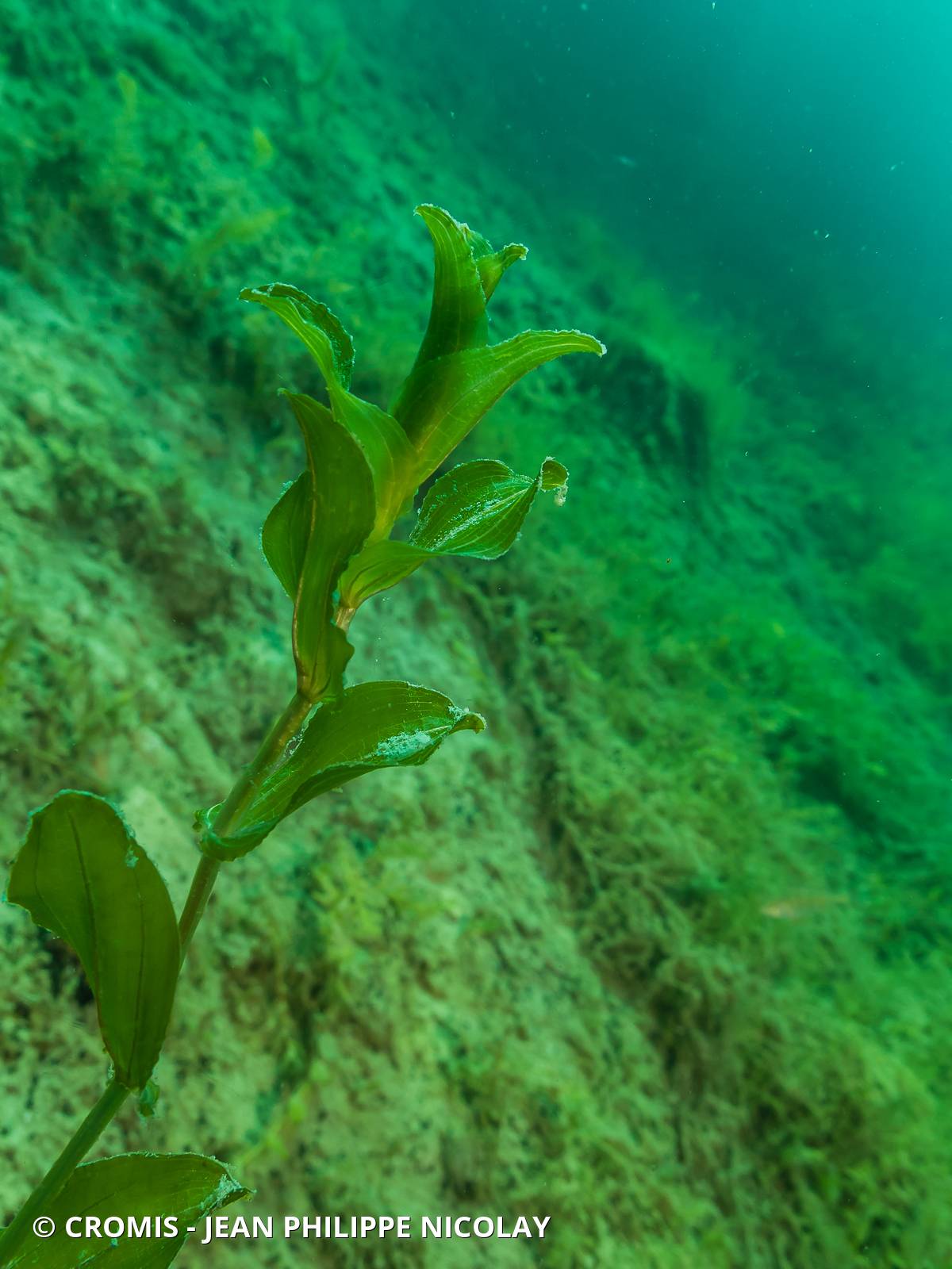 Potamot perfolié