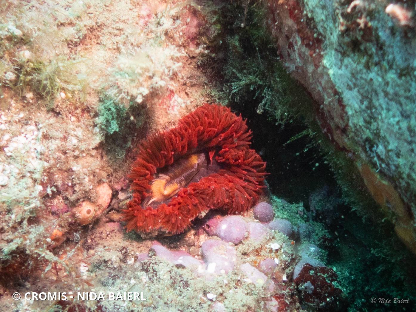 Tomate de mer de Méditerranée